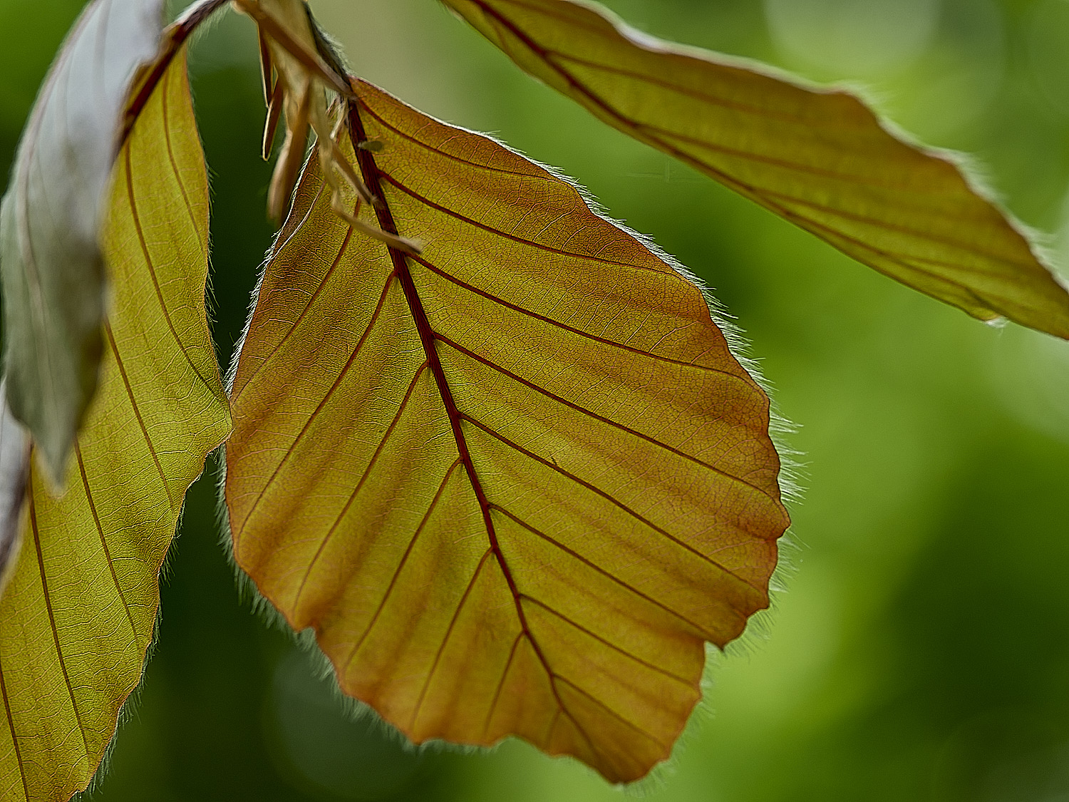 AldboroughCopperBeech180526-2