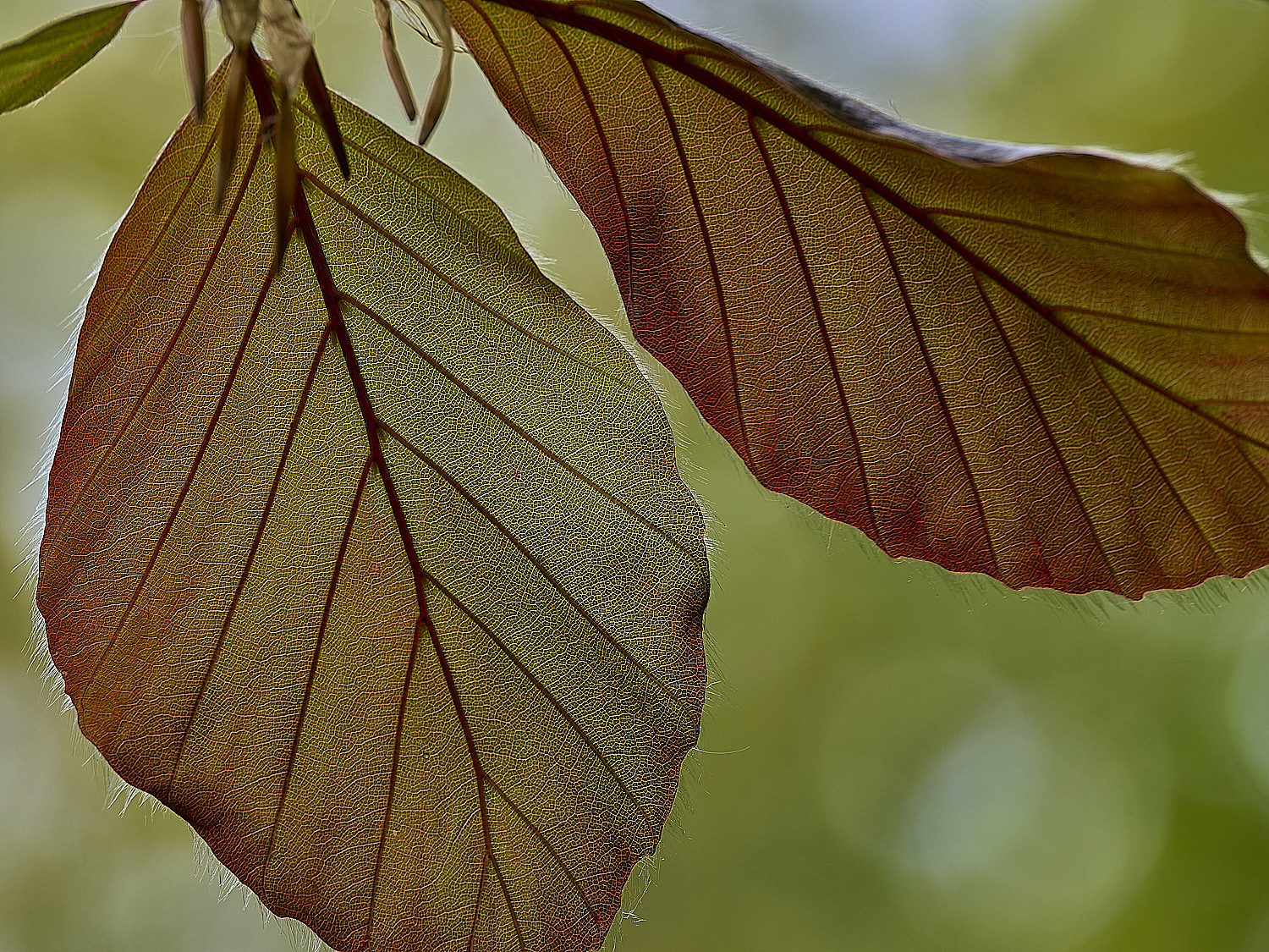 AldboroughCopperBeech180526-3