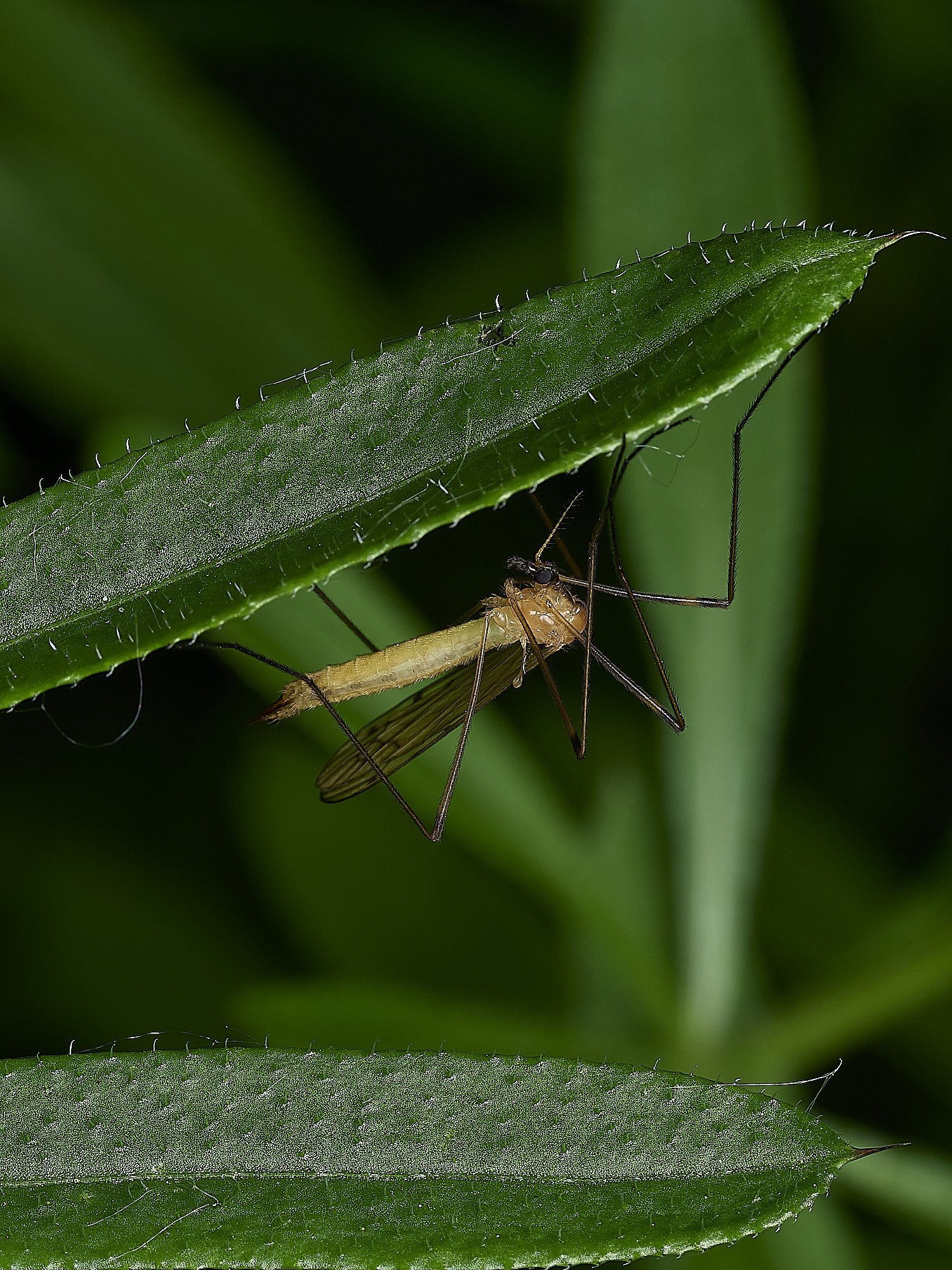 AldboroughCranefly180526-1