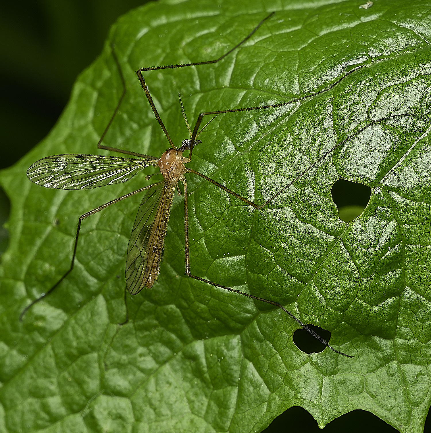 AldboroughCranefly180526-3