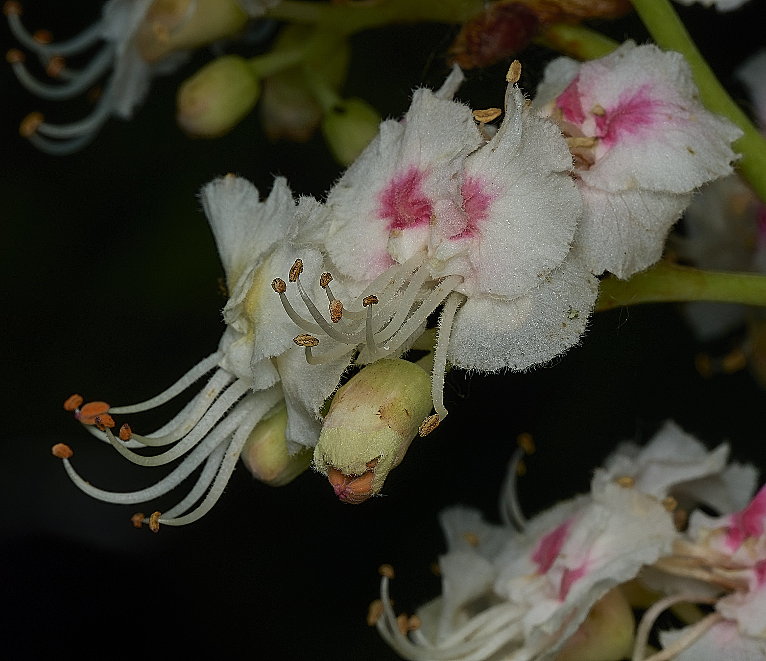 AldboroughHorseChestnut180526-1