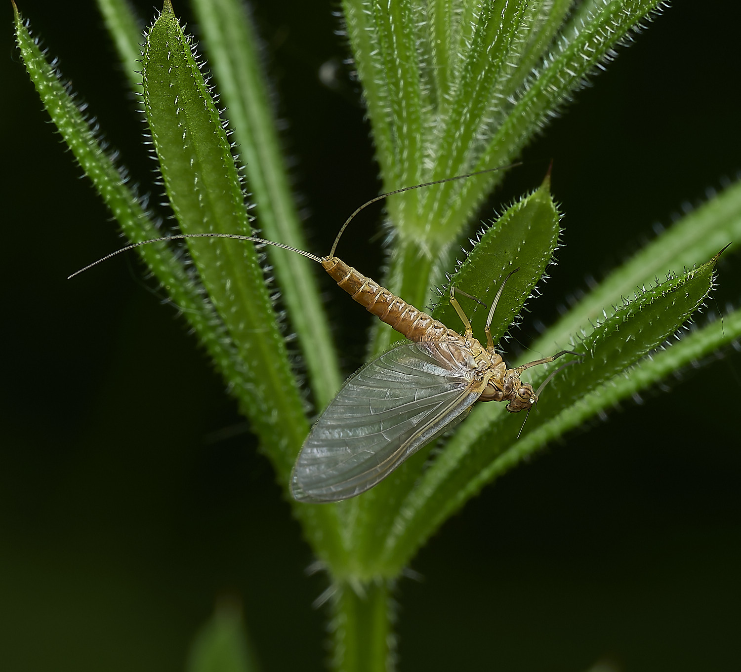 AldboroughMayfly180526-2
