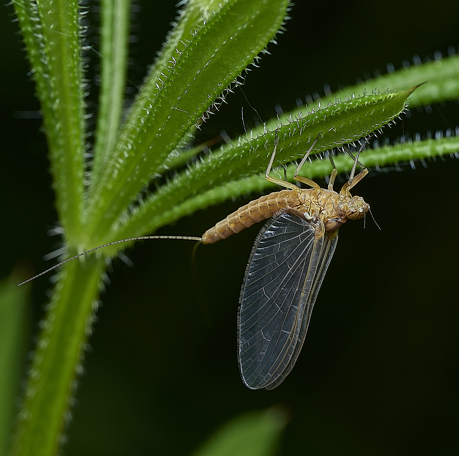 AldboroughMayfly180526-3