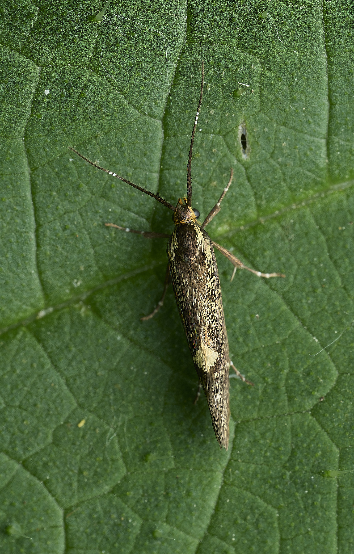 AldboroughMoth2180526-1