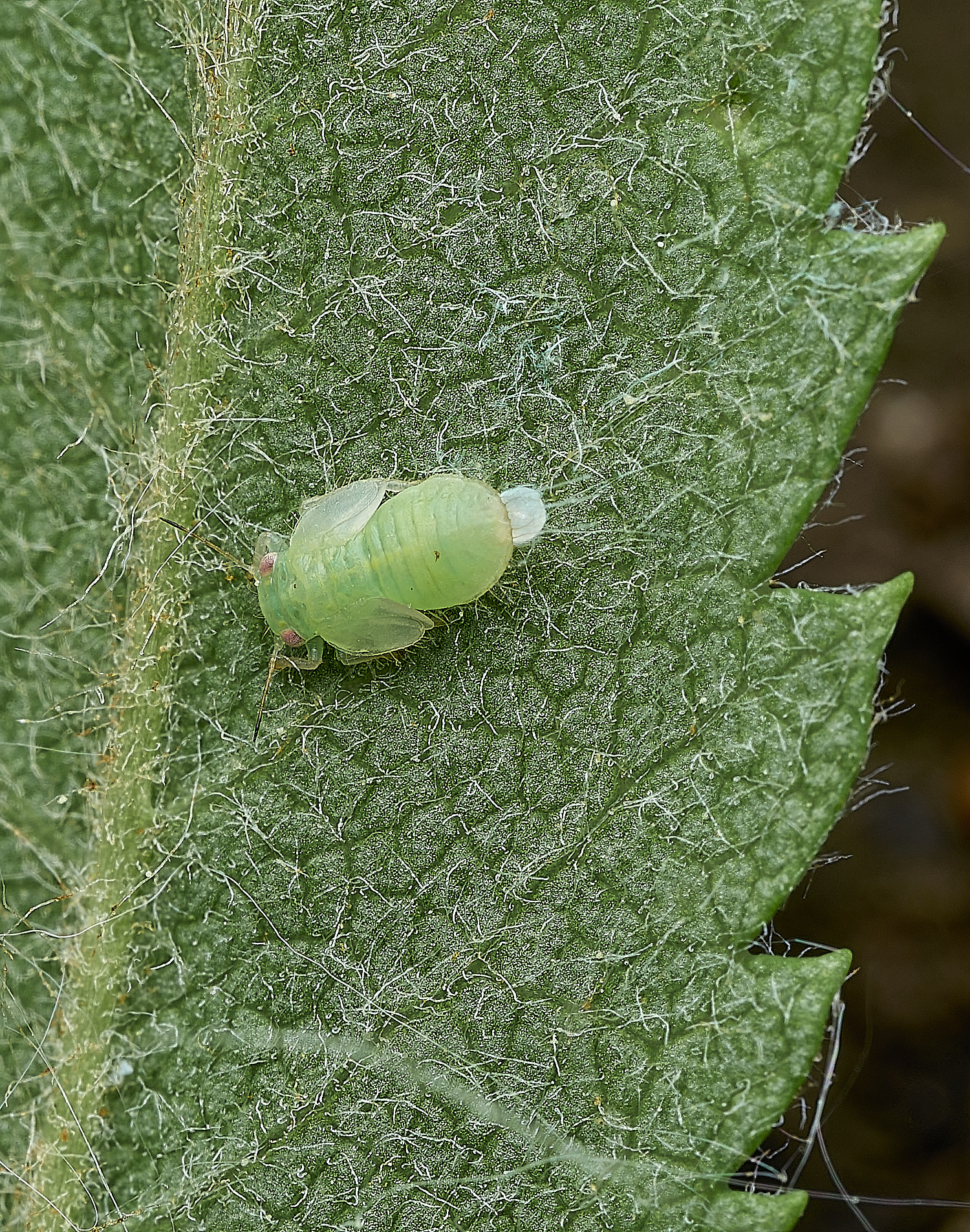 AldborougNymph2180526-1