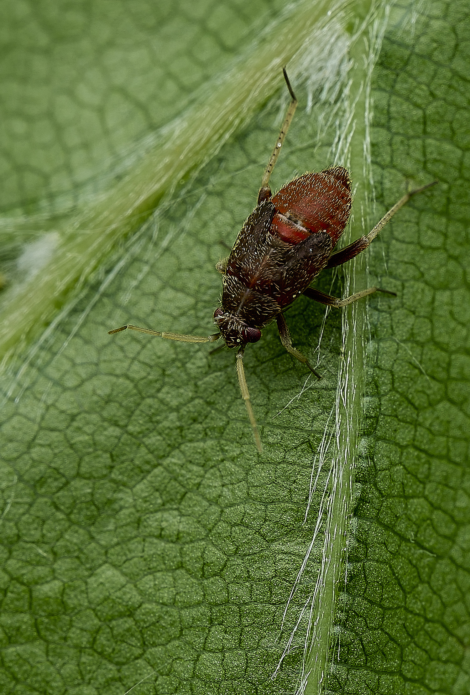 AldborougNymph2180526-2