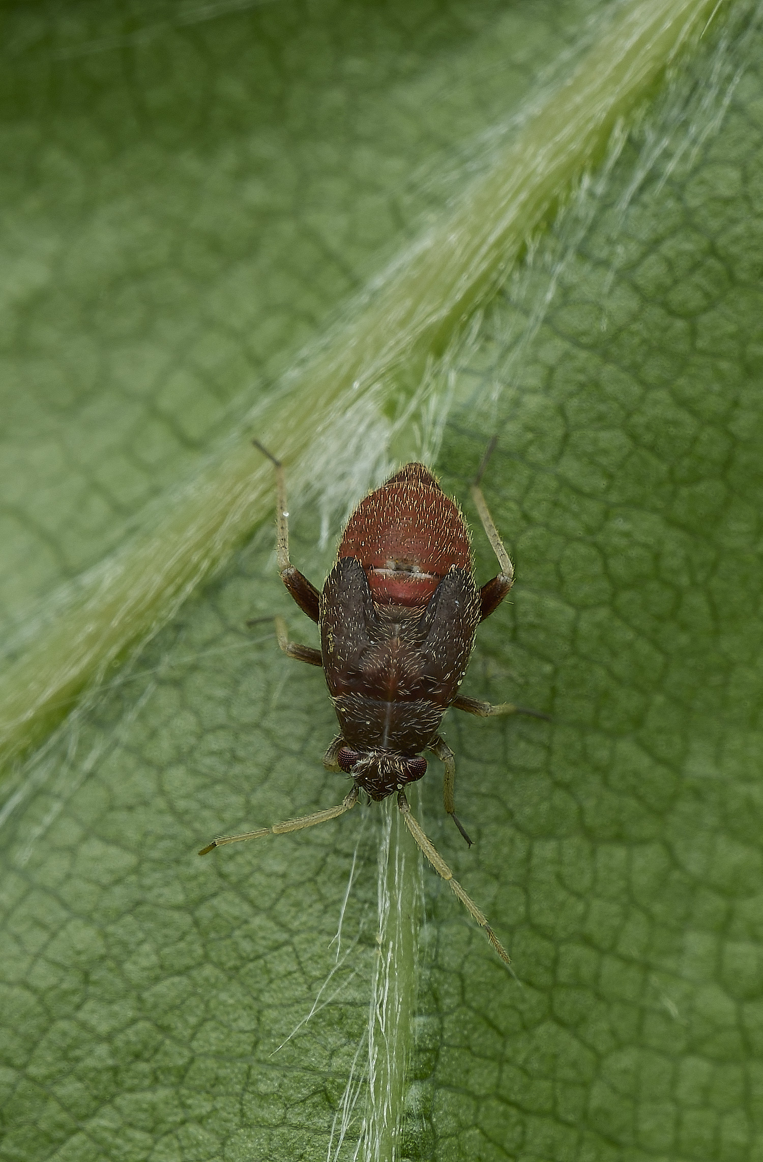 AldborougNymph3180526-1