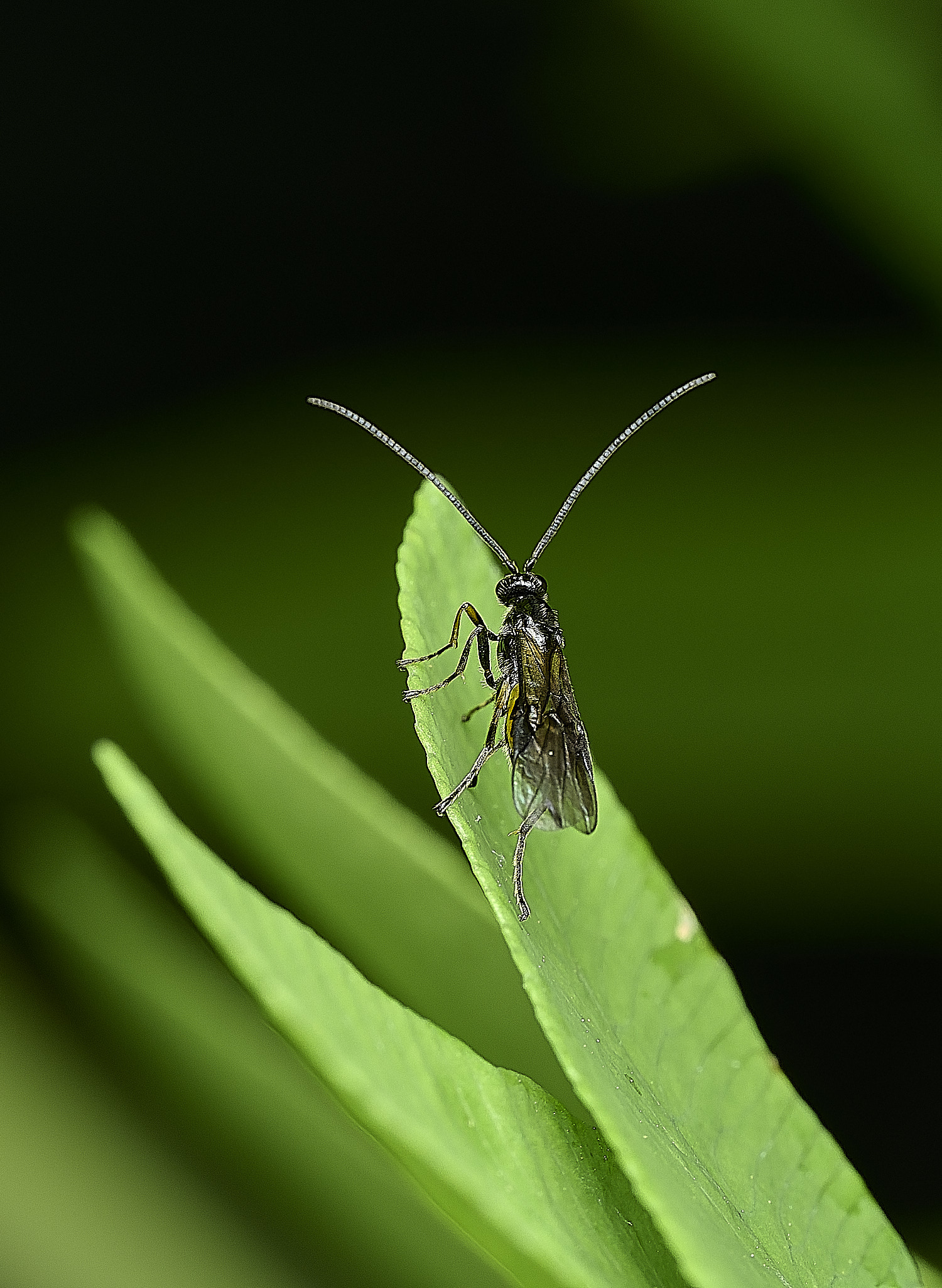 AlderfenBroad??250526-1