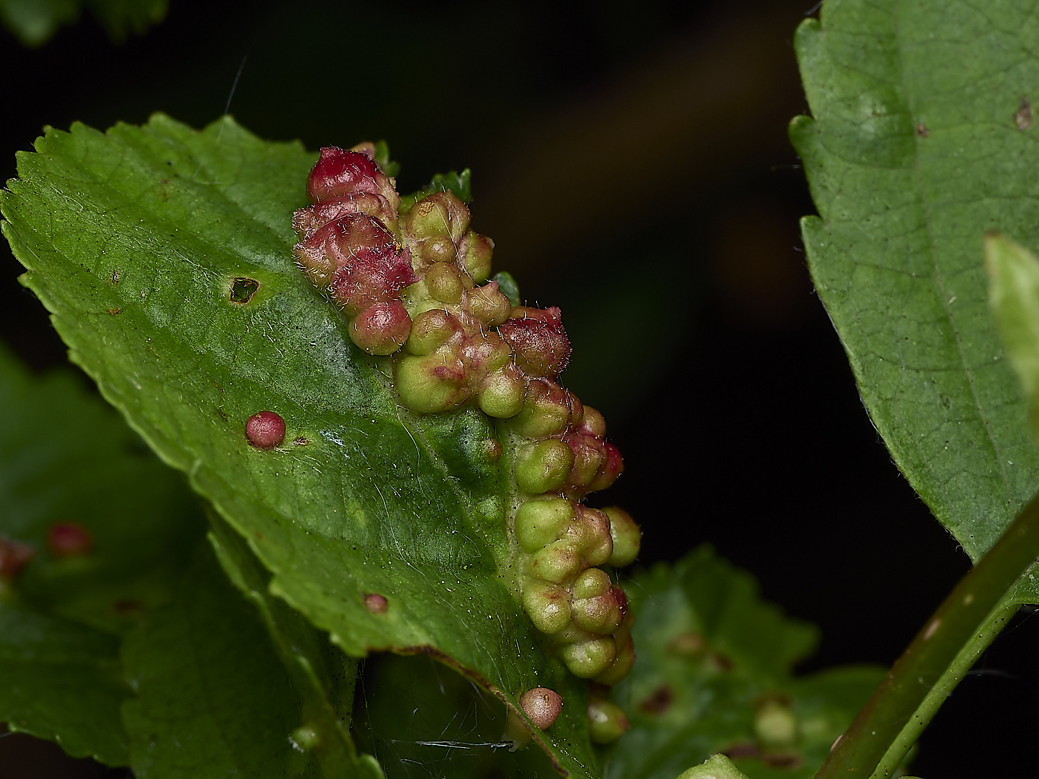 AlderfenBroadAlderGalls250526-1