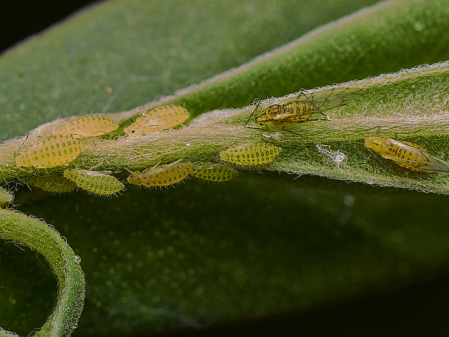 AlderfenBroadAphid250526-1