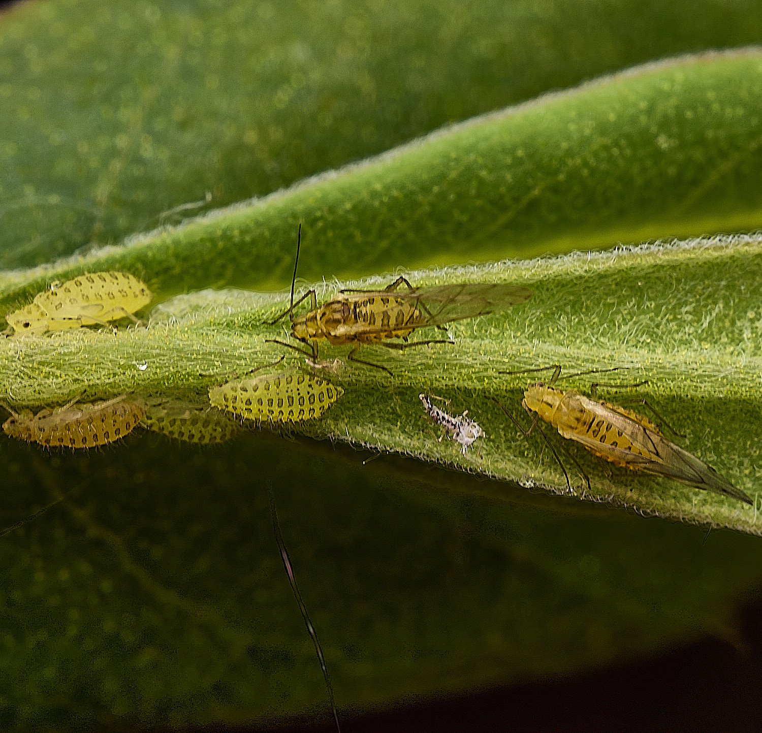 AlderfenBroadAphid250526-2