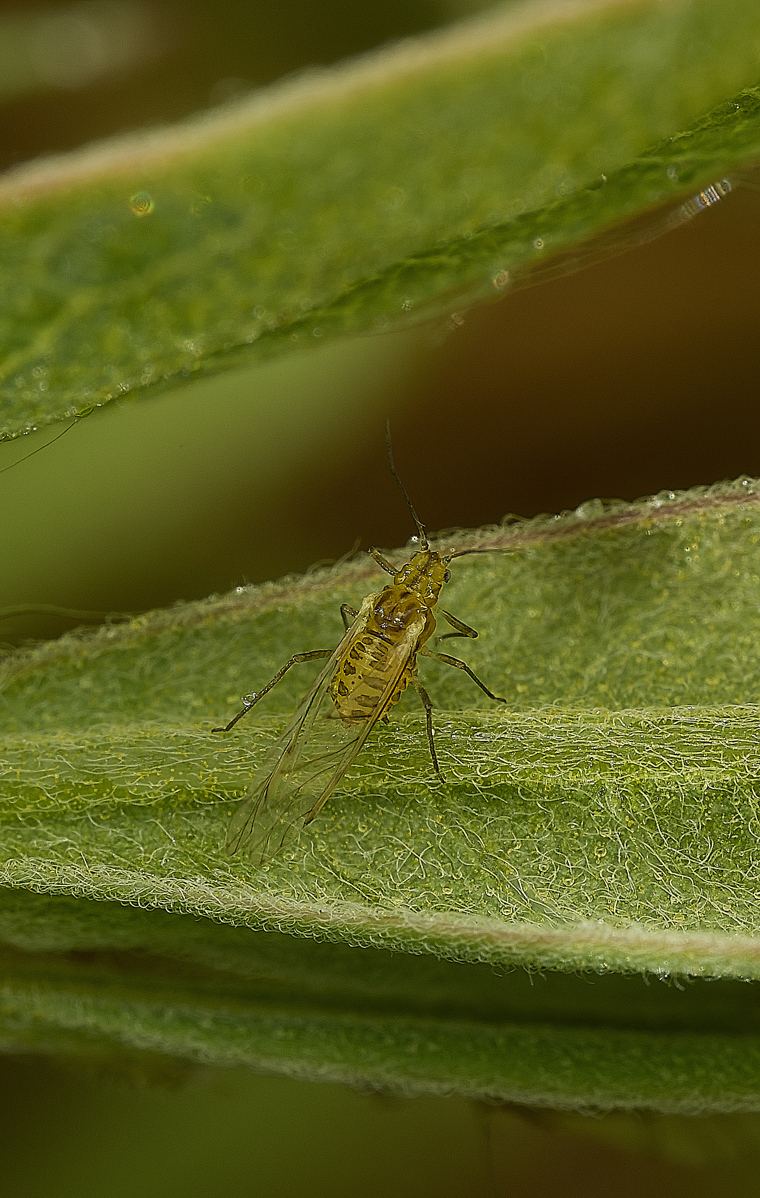AlderfenBroadAphid250526-3