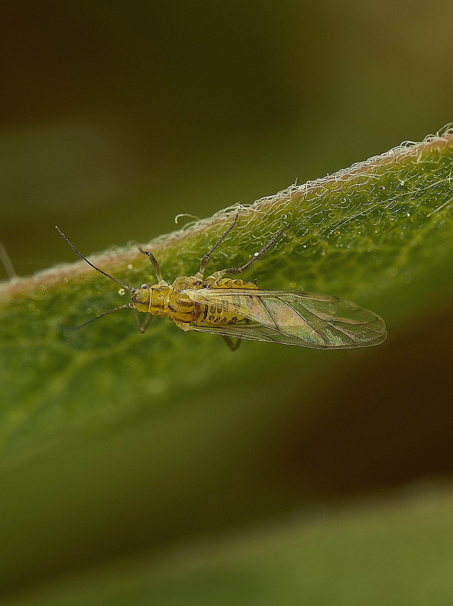 AlderfenBroadAphid250526-5