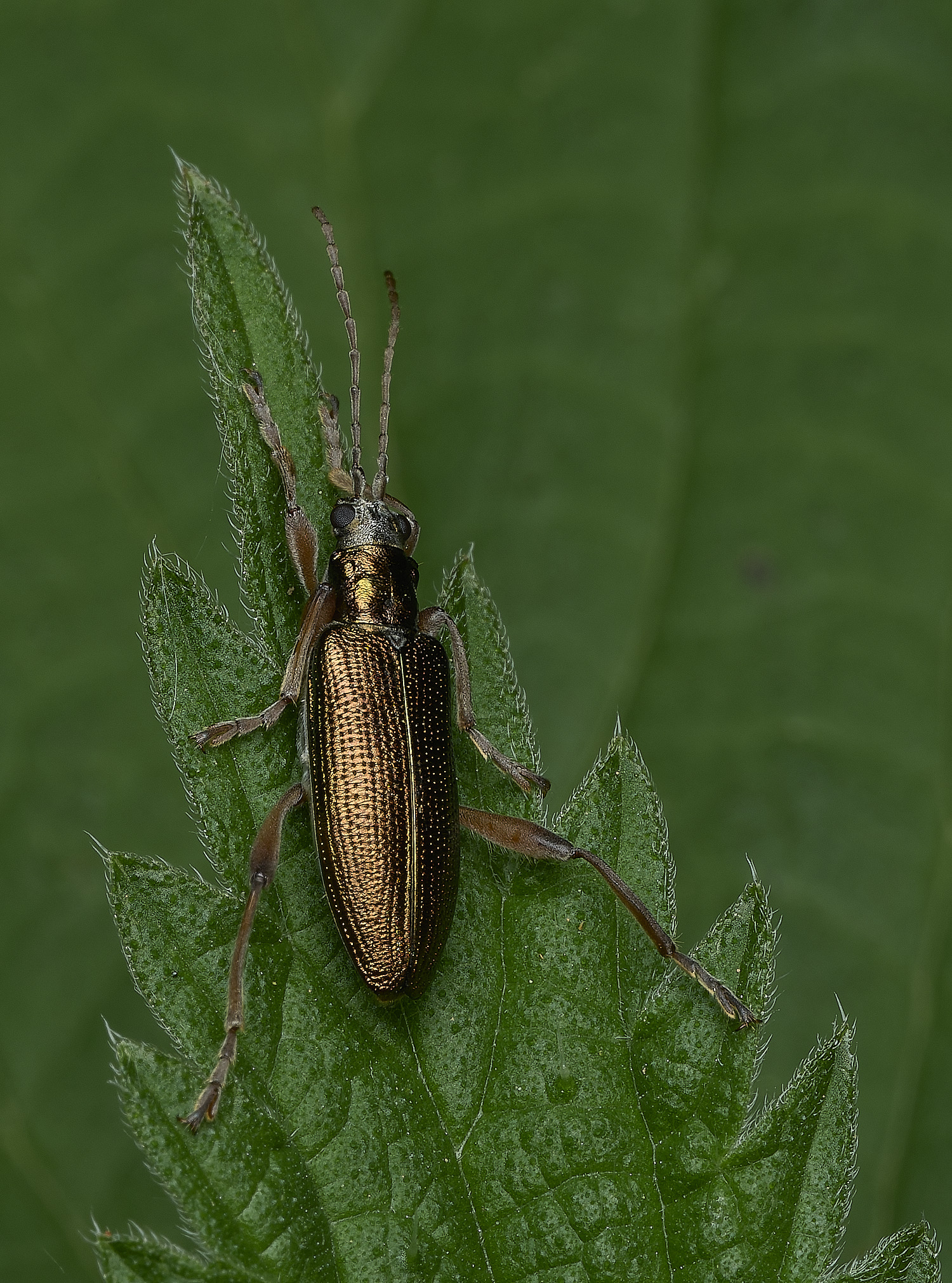 AlderfenBroadBeetleSp250526-1