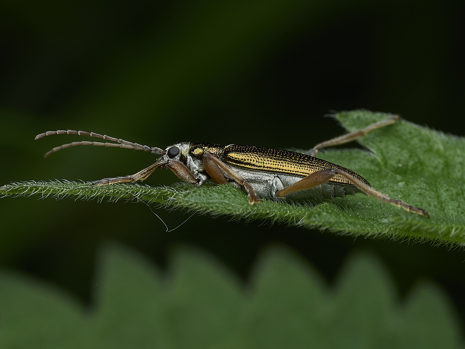 AlderfenBroadBeetleSp250526-2