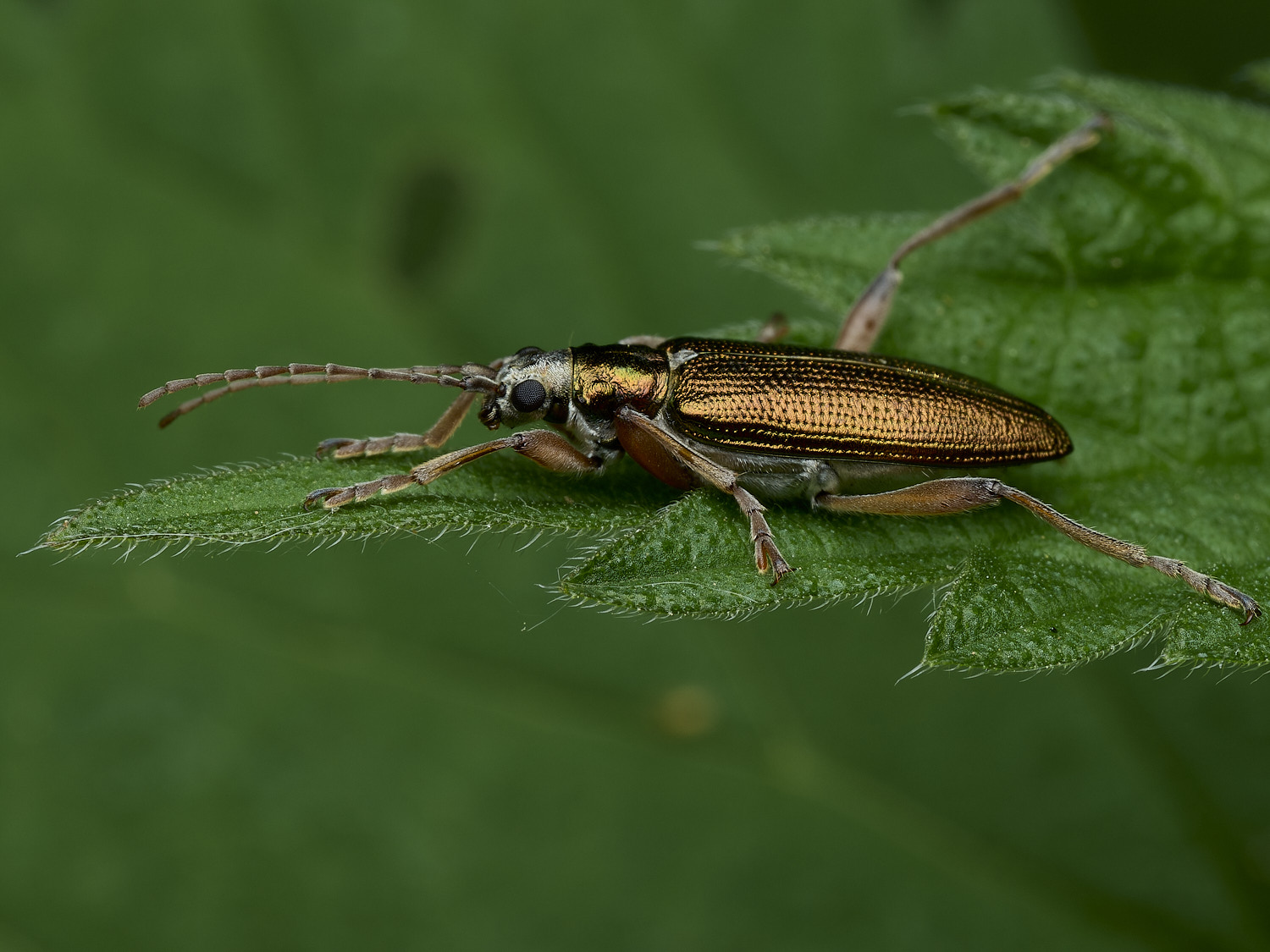 AlderfenBroadBeetleSp250526-3