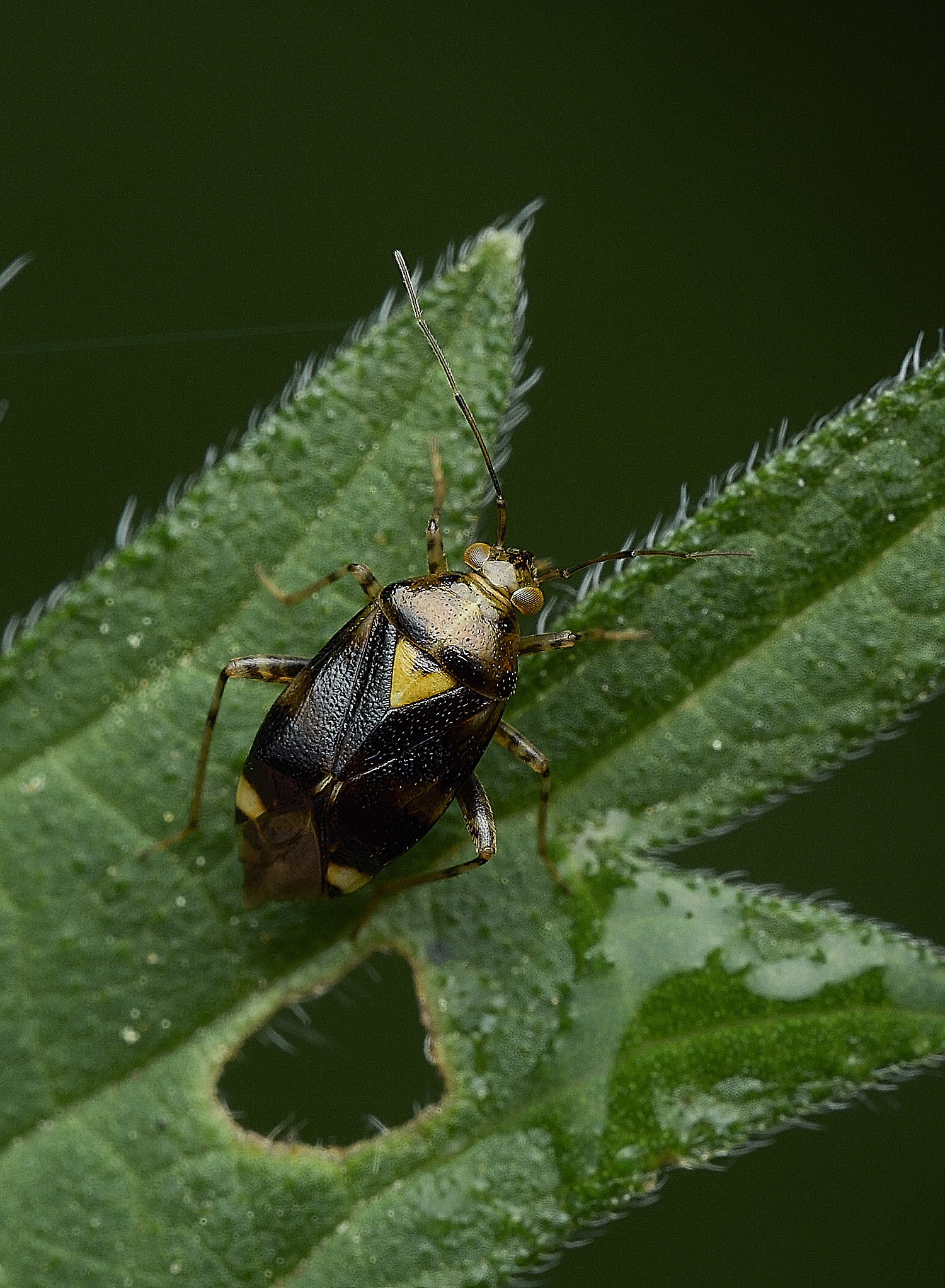 AlderfenBroadBug250526-1