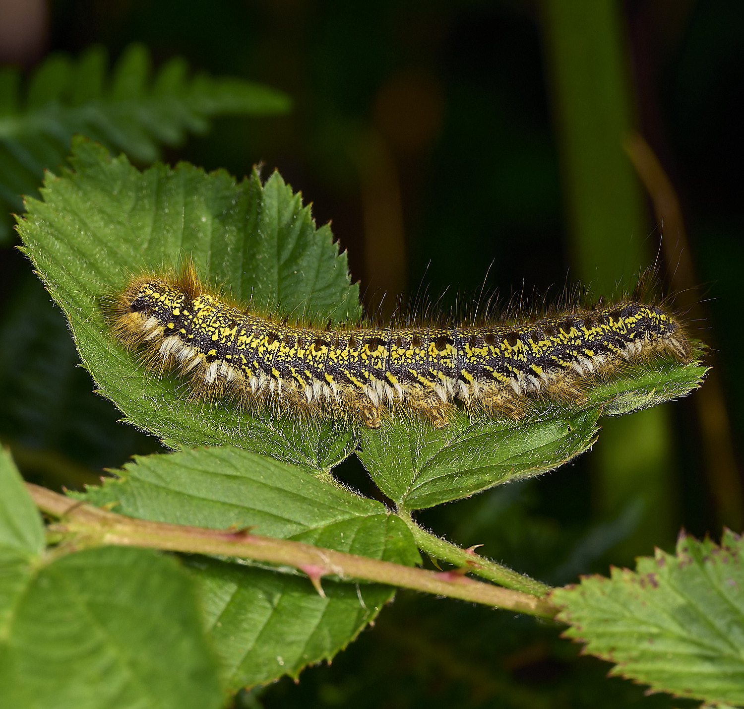 AlderfenBroadCaterpillar2250526-1