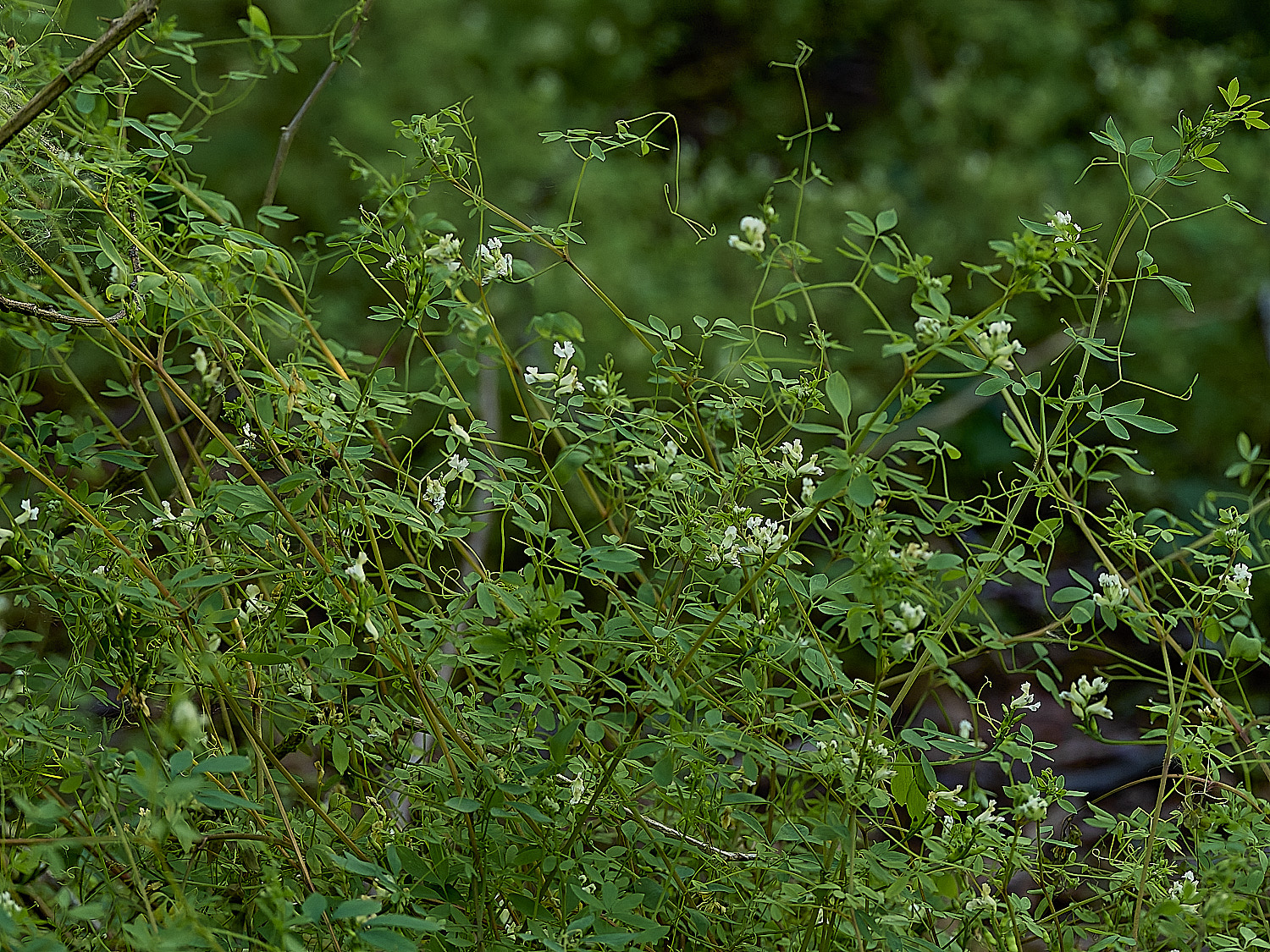 AlderfenBroadCorydalis250526-5