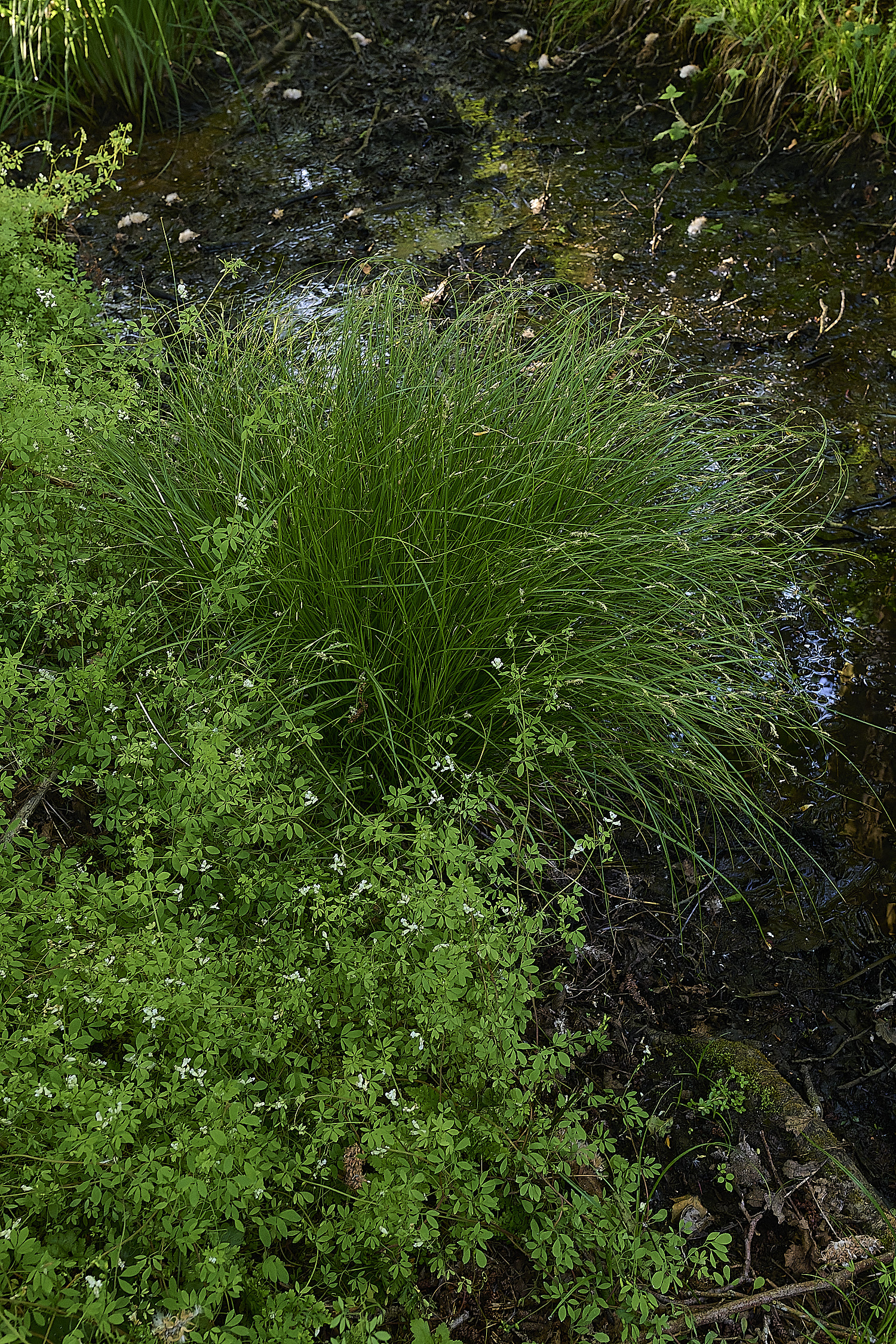 AlderfenBroadCorydalis250526-6
