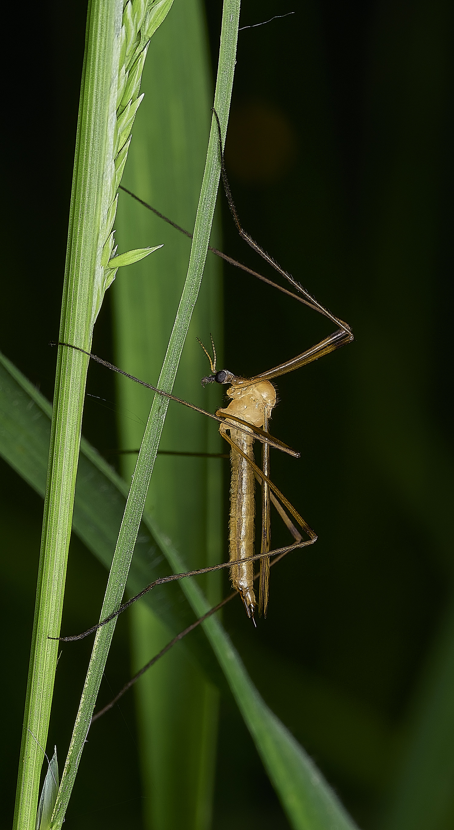 AlderfenBroadCraneFly250526-1