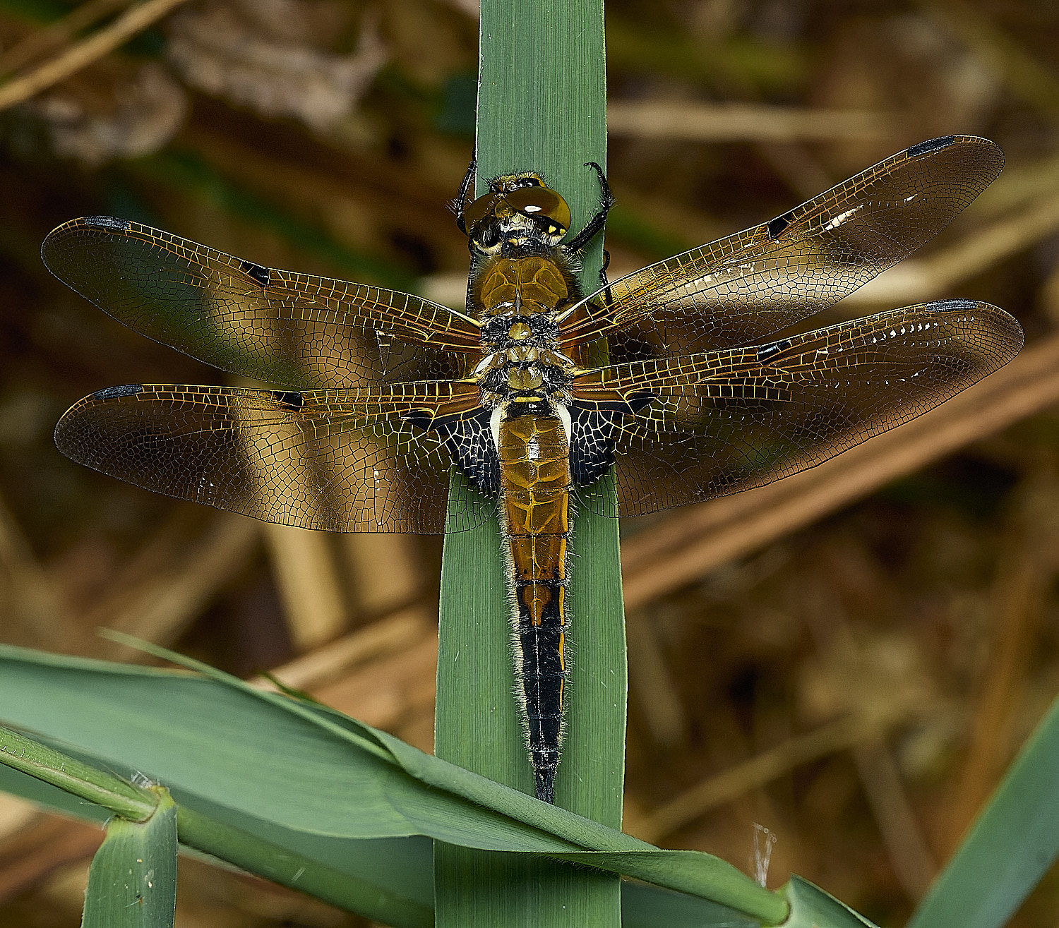 AlderfenBroadDragon250526-1