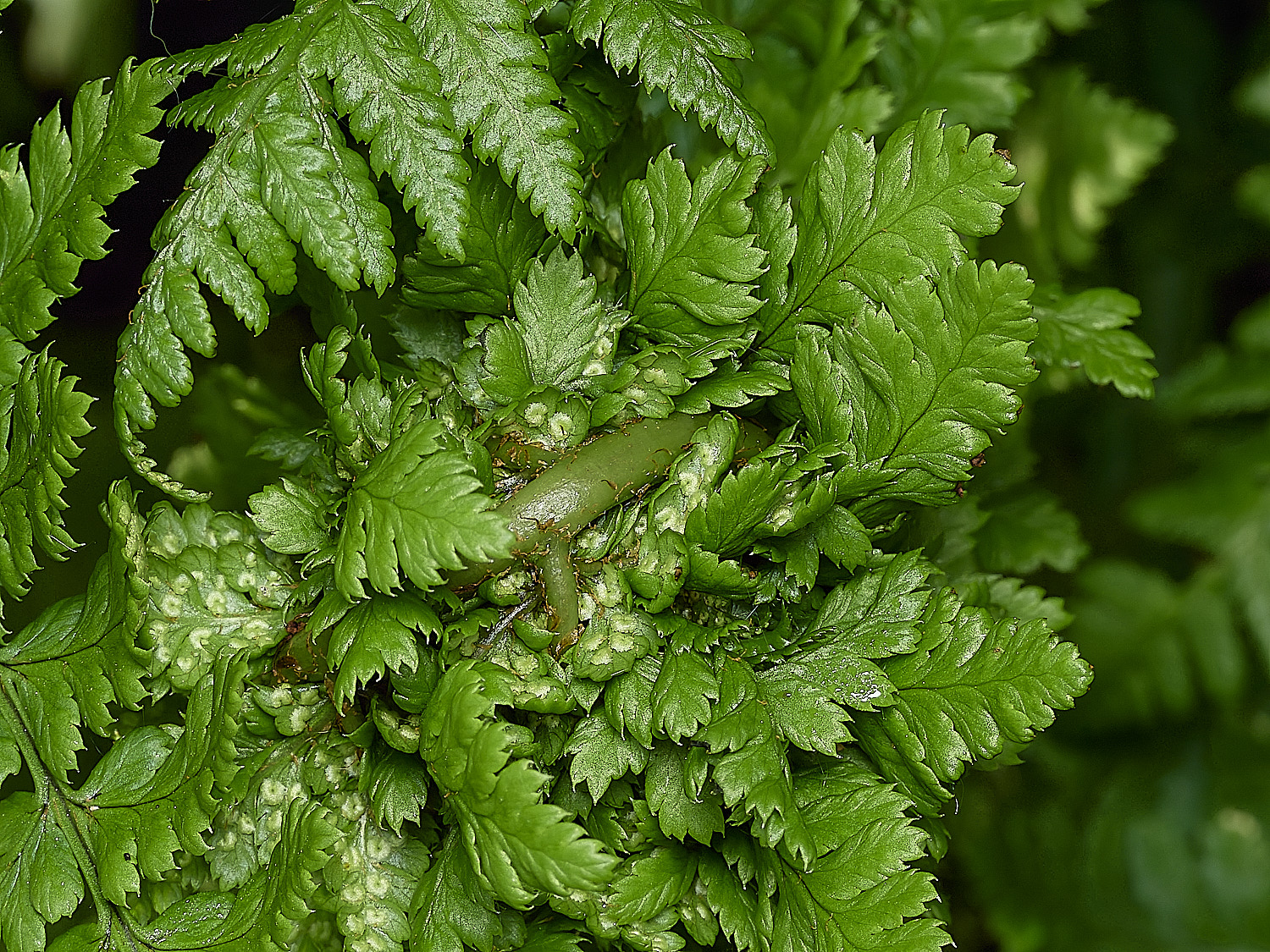 AlderfenBroadFern250526-1