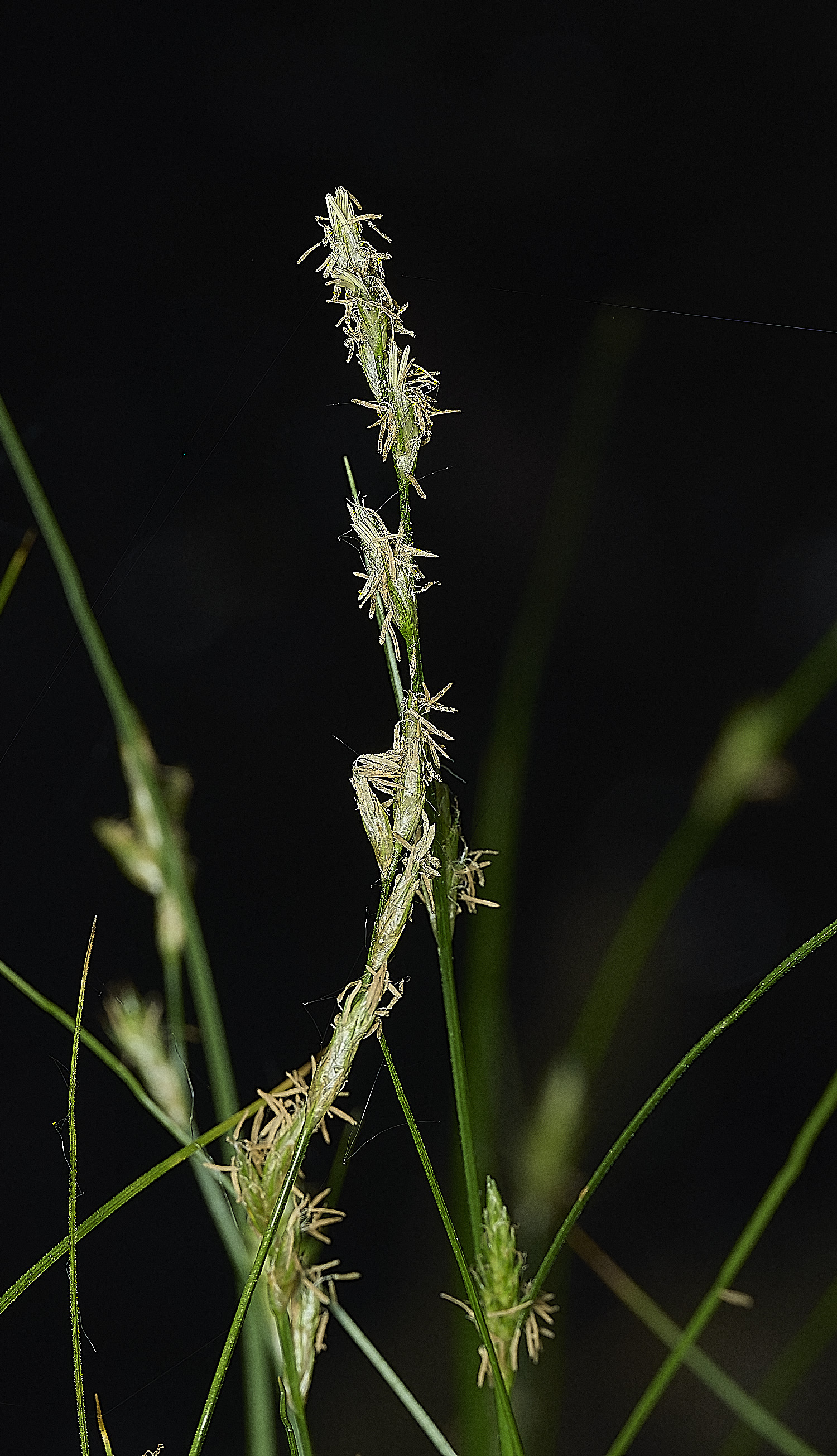 AlderfenBroadFleaSedge250526-1