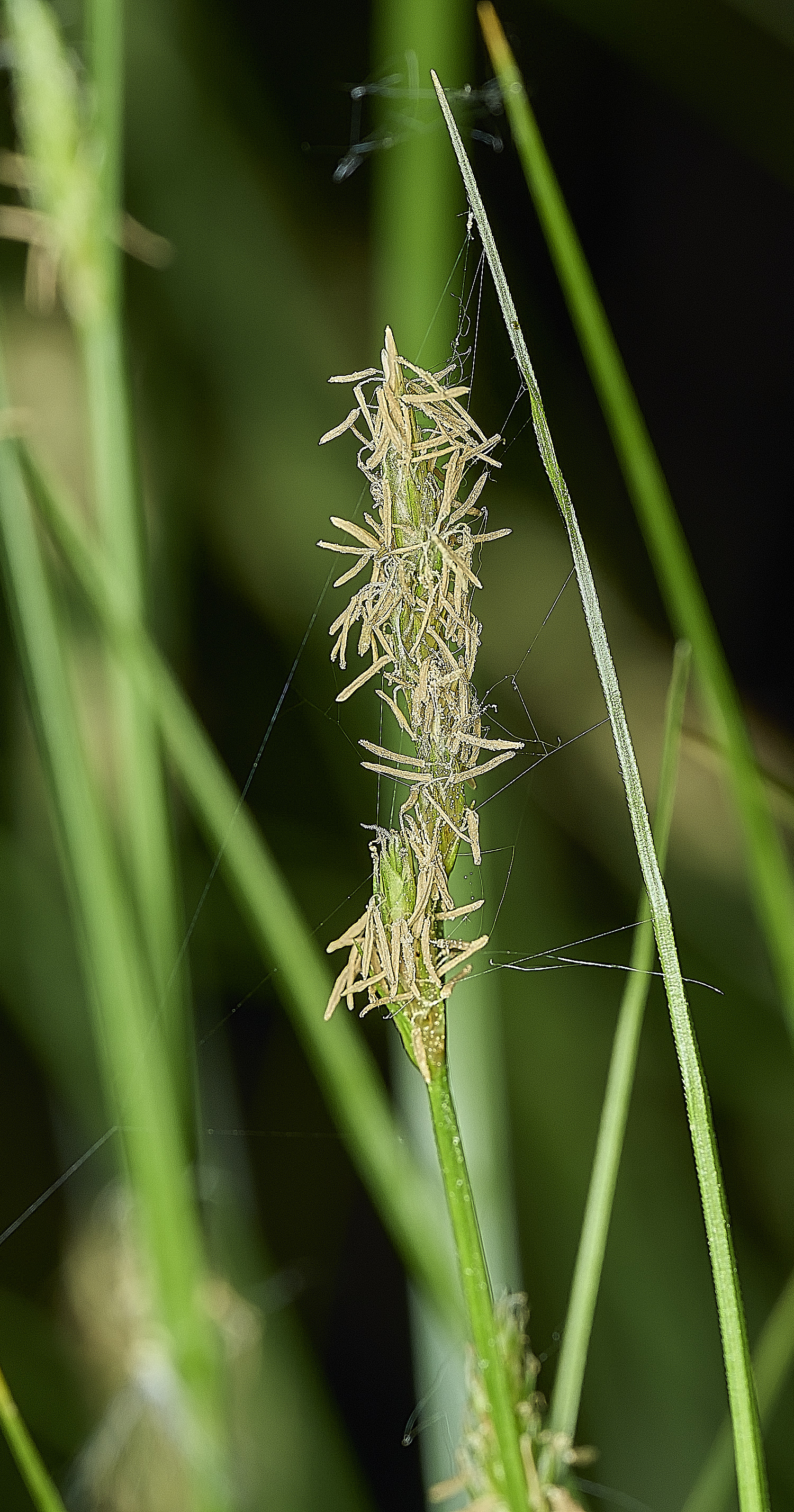 AlderfenBroadFleaSedge250526-2