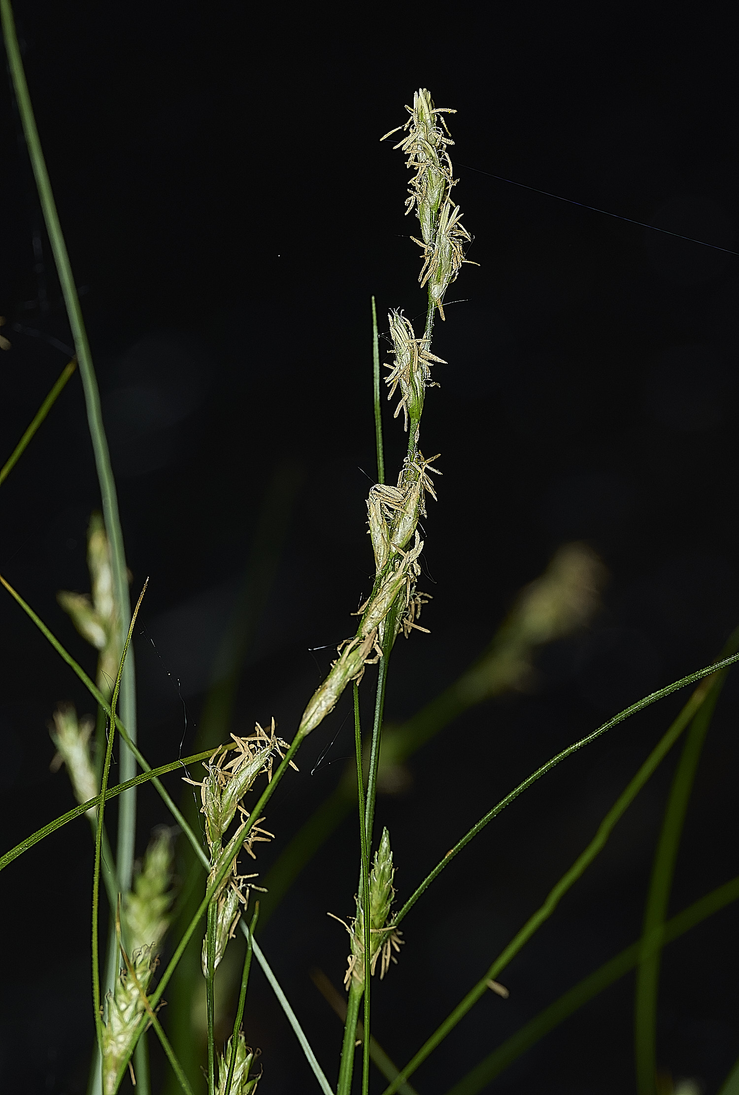 AlderfenBroadFleaSedge250526-3