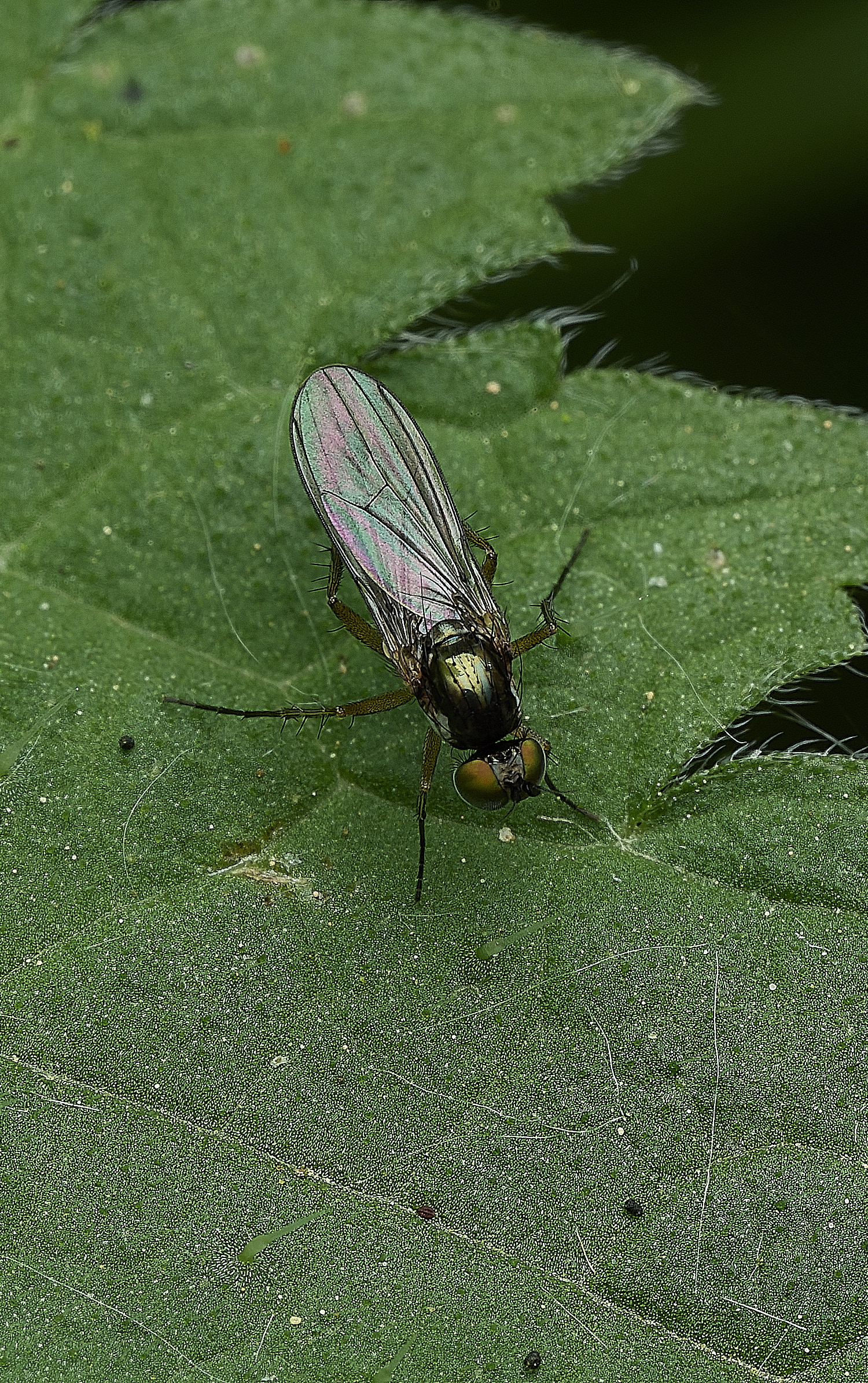 AlderfenBroadFlySp2250526-1