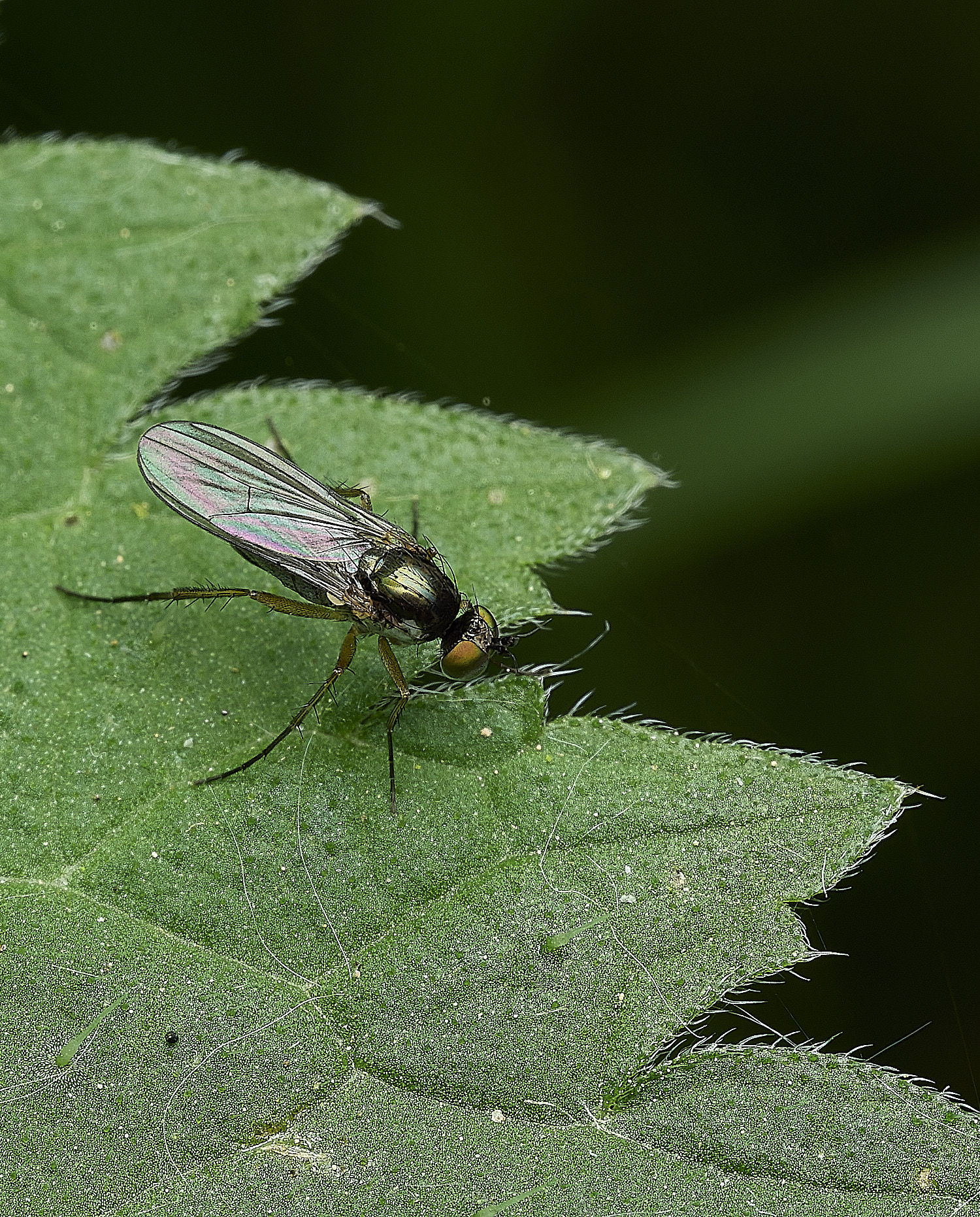 AlderfenBroadFlySp2250526-2