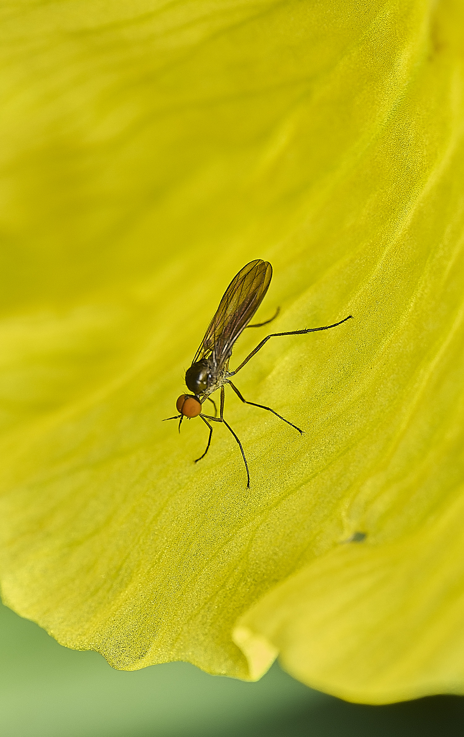 AlderfenBroadFlySp3250526-1