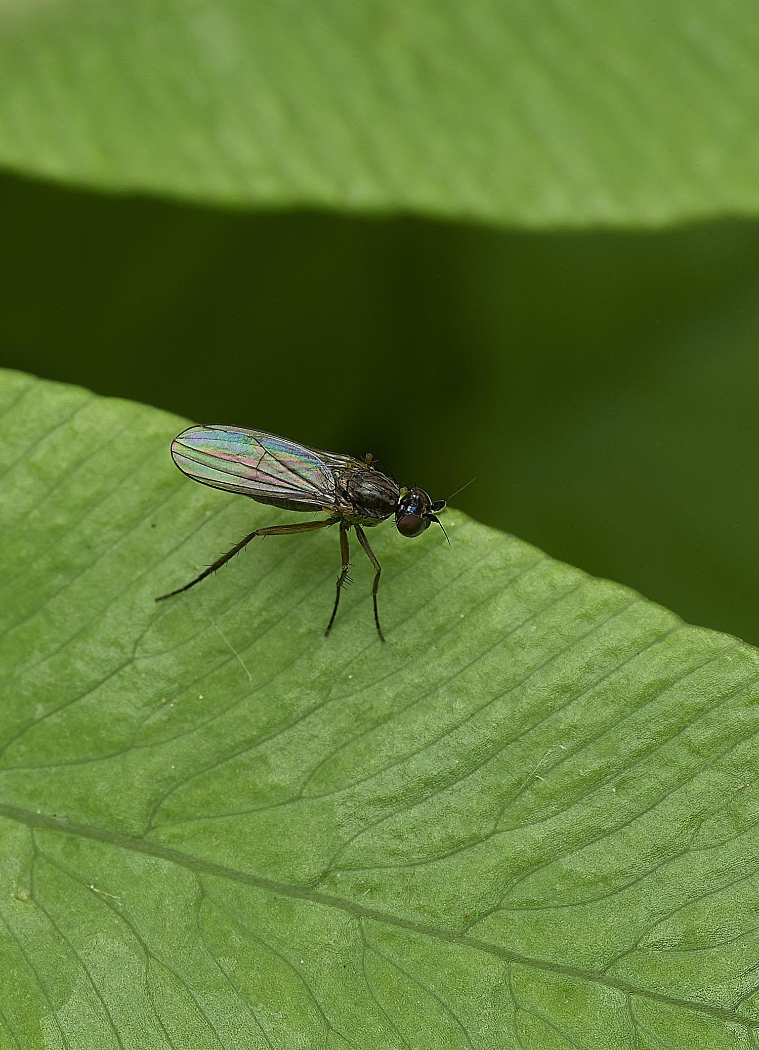 AlderfenBroadFlySp4250526-1