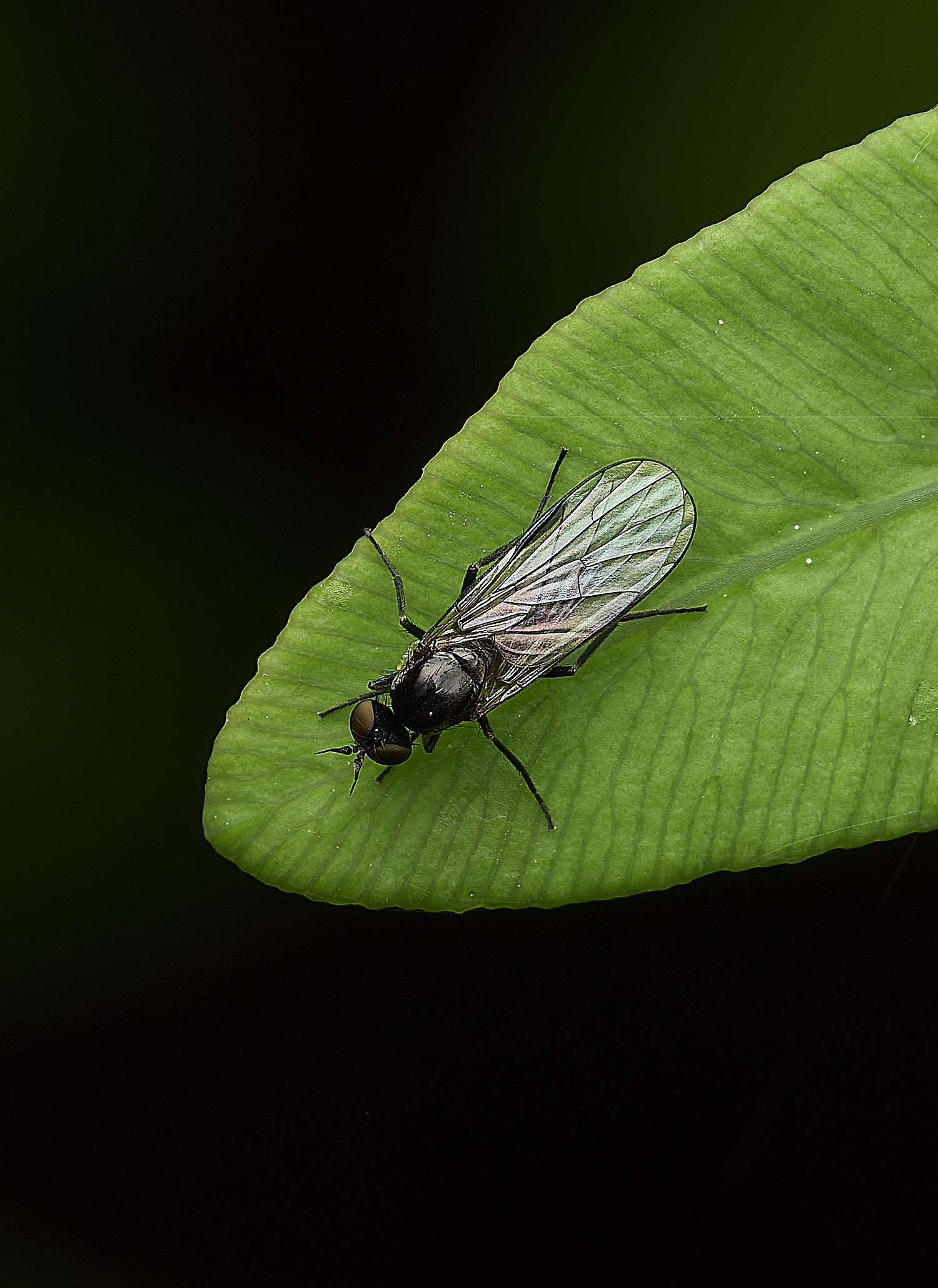AlderfenBroadFlySp5250526-1