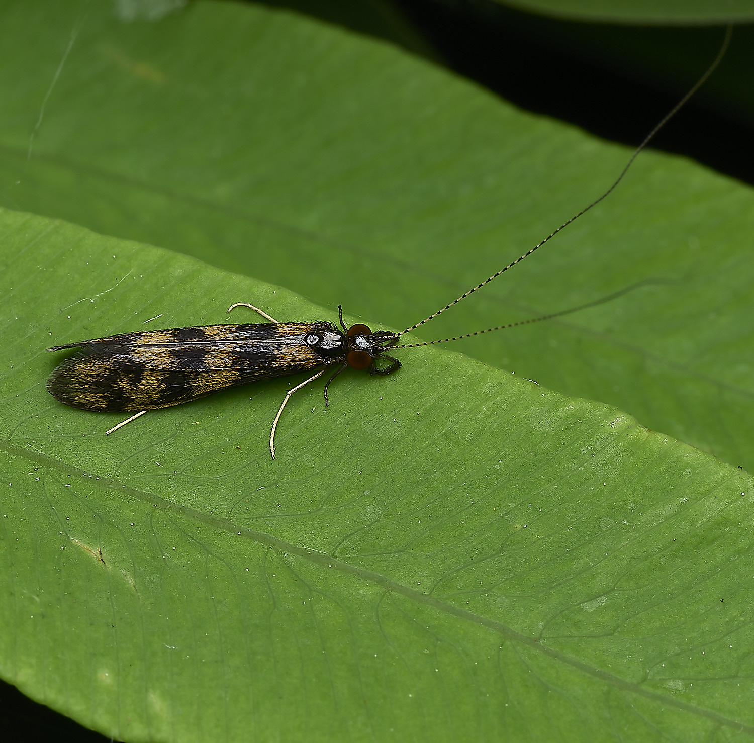 AlderfenBroadFlySp6250526-1