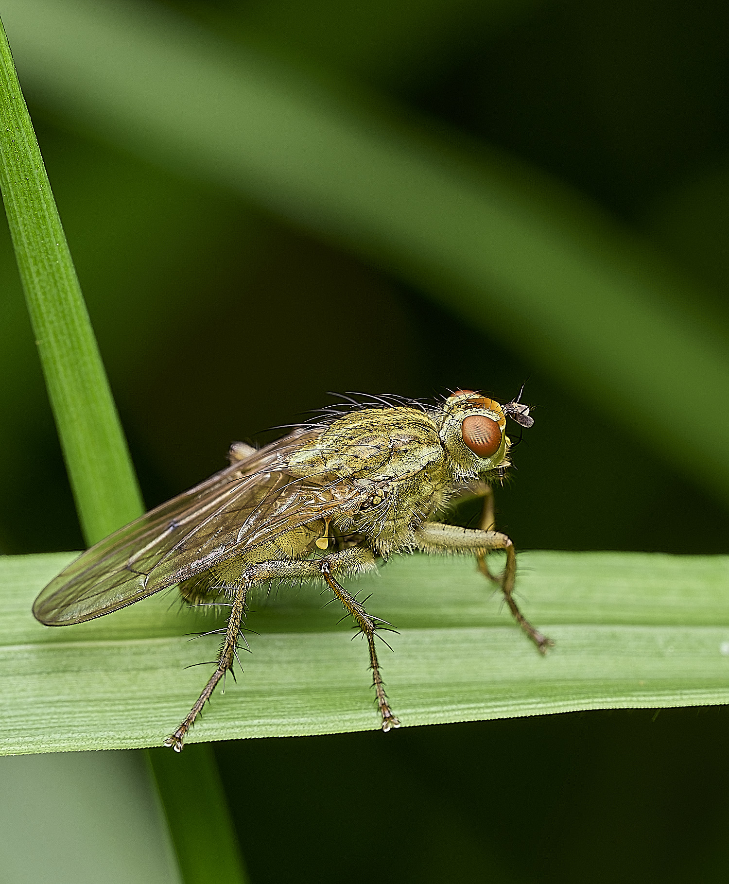 AlderfenBroadFlySp7250526-1