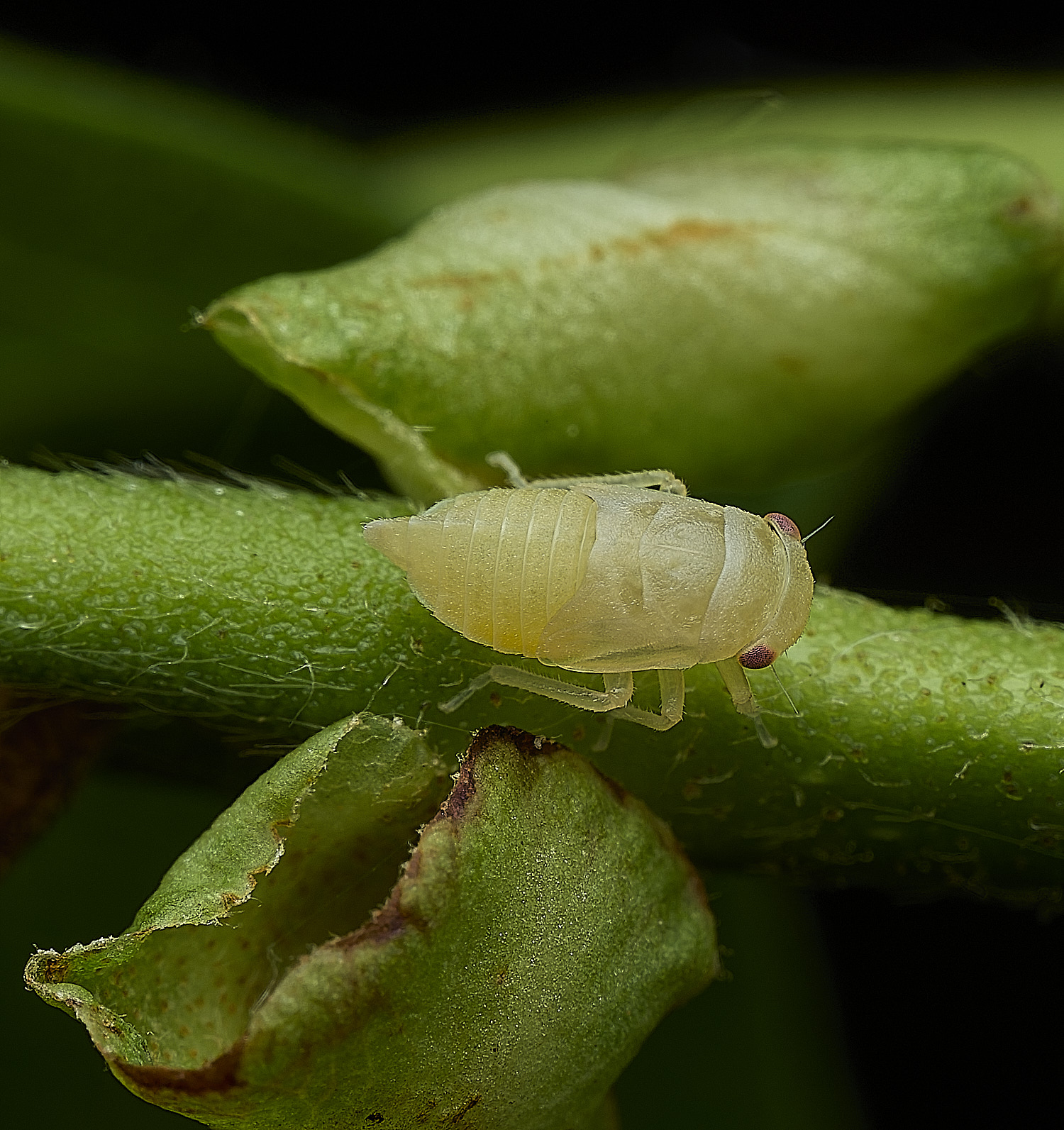 AlderfenBroadHopper250526-2