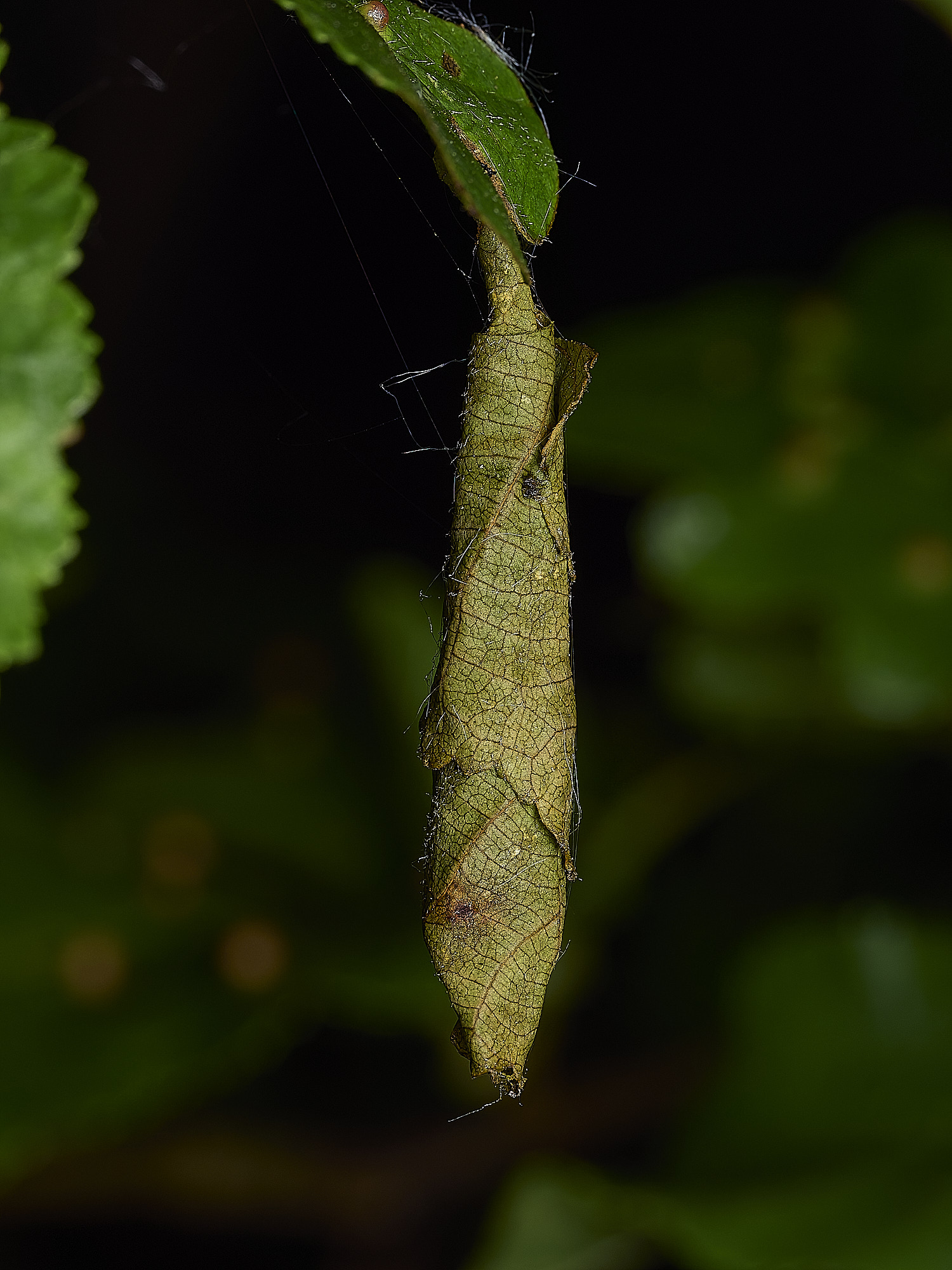 AlderfenBroadLeafRoll250526-1