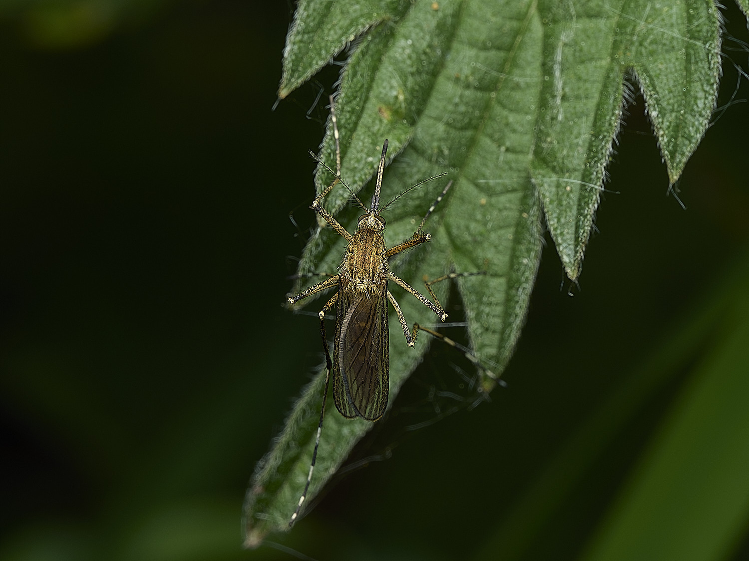 AlderfenBroadMosquitoSp2250526-1