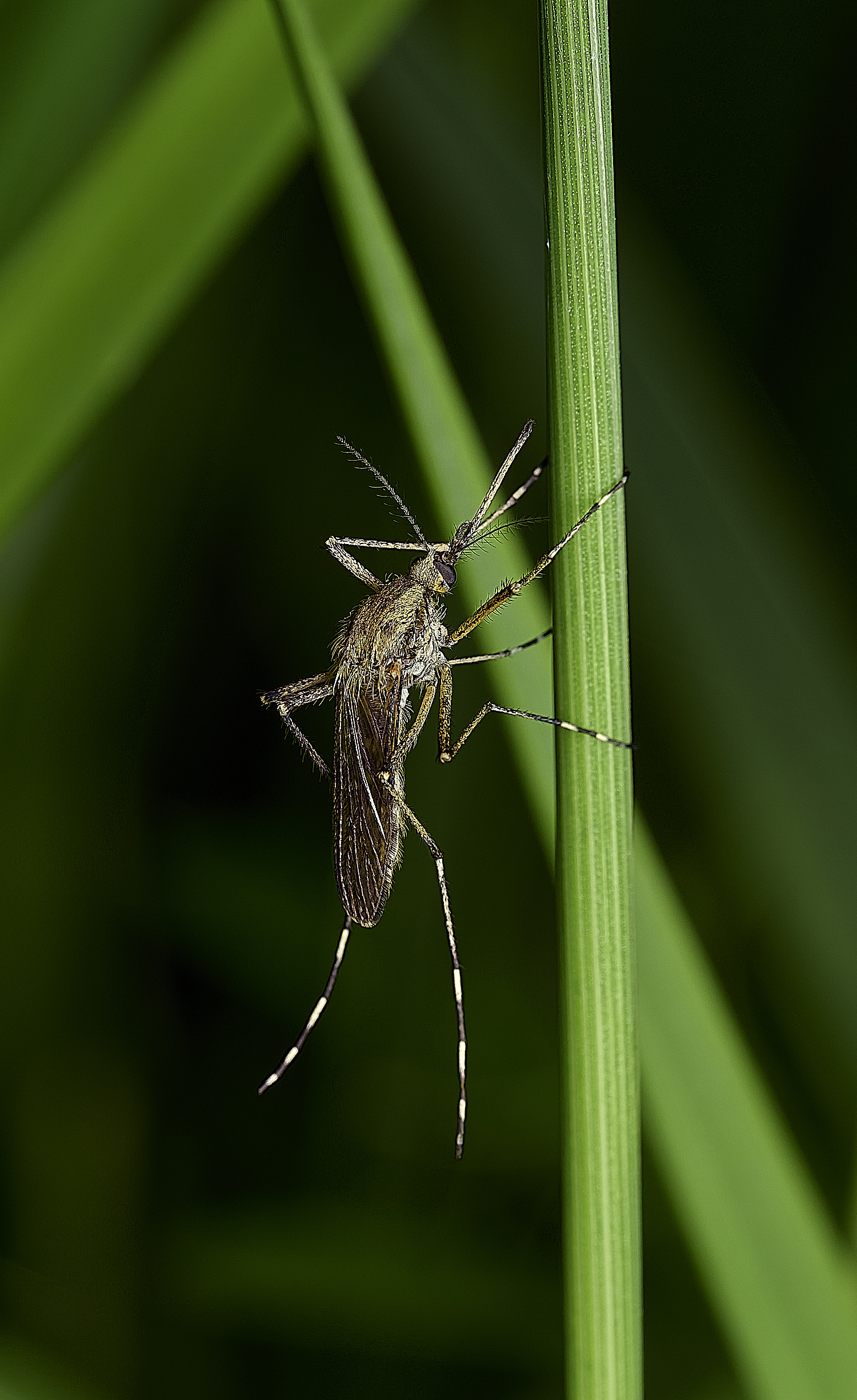 AlderfenBroadMosquitoSp2250526-2
