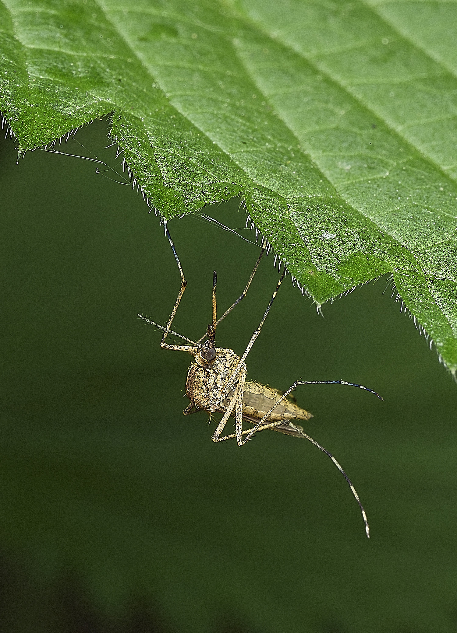 AlderfenBroadMosquitoSp2250526-3