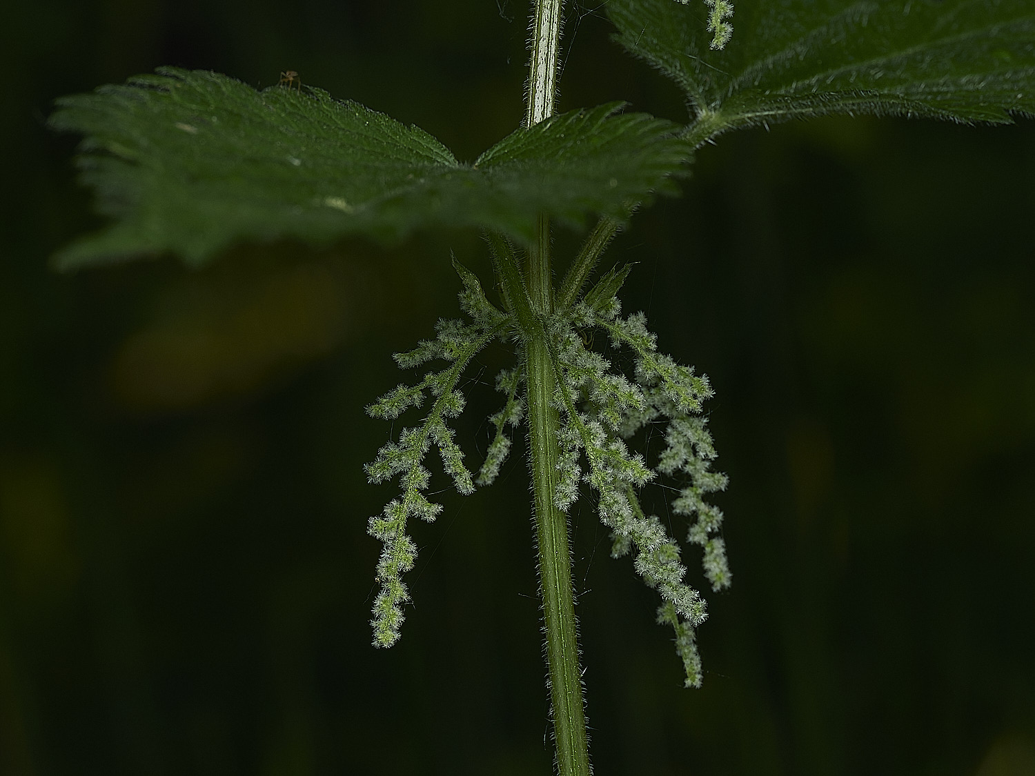 AlderfenBroadNettle250526-1