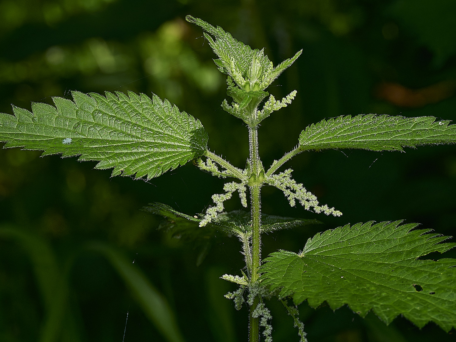 AlderfenBroadNettle250526-3