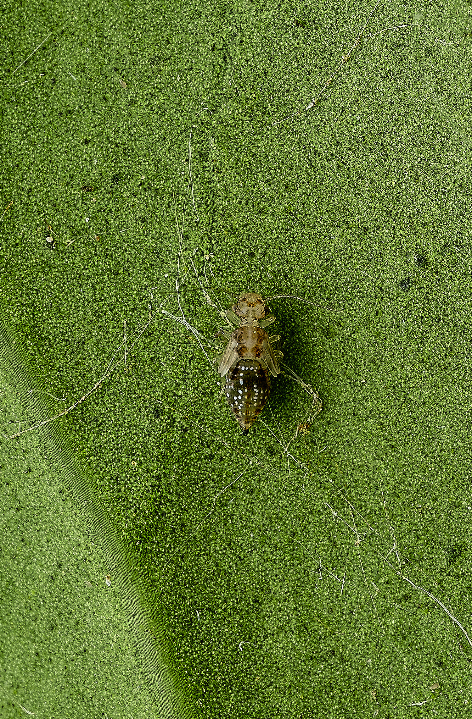 AlderfenBroadNymphSp2250526-1
