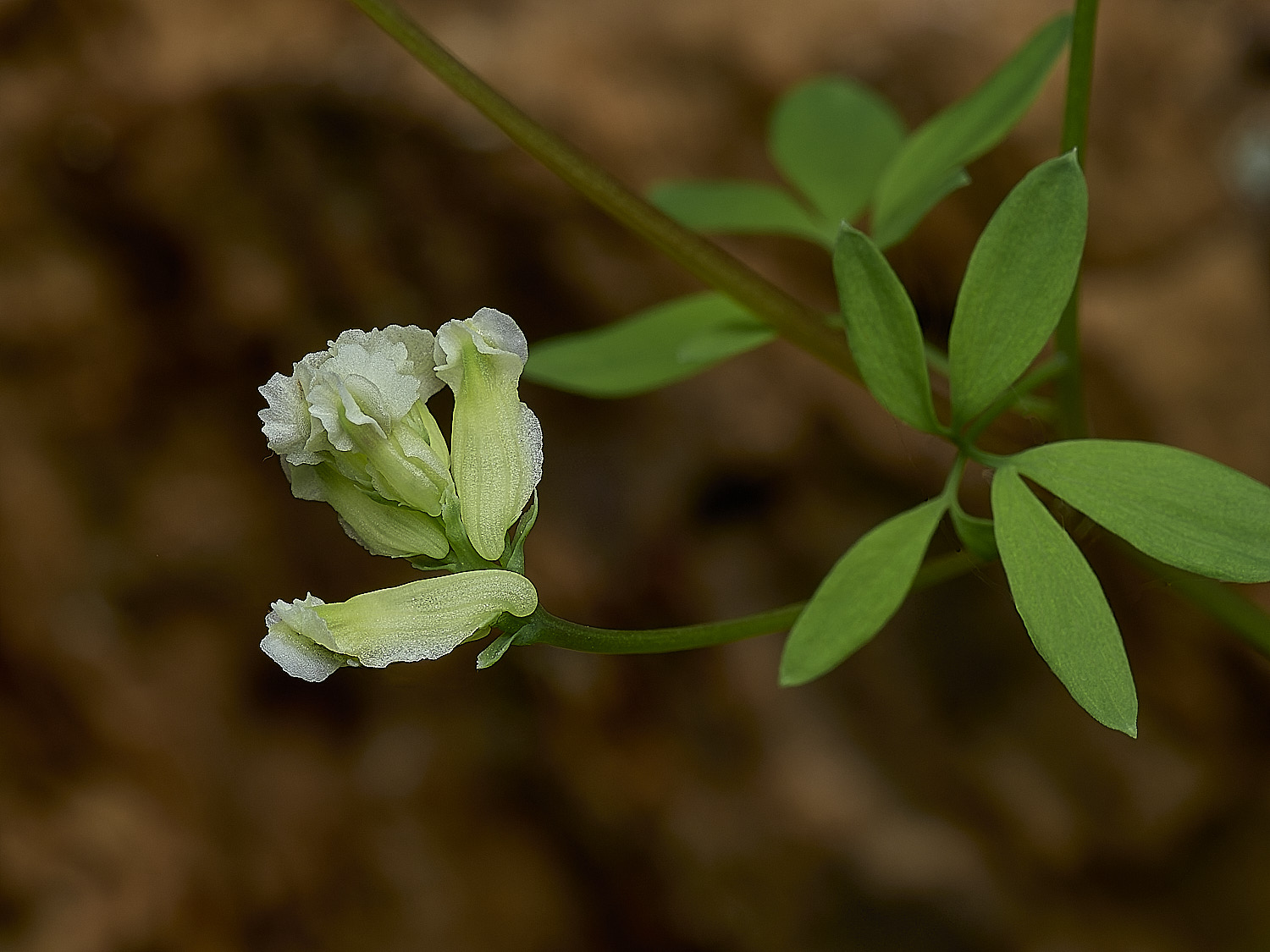 AlderfenBroadoirydalis250526-1