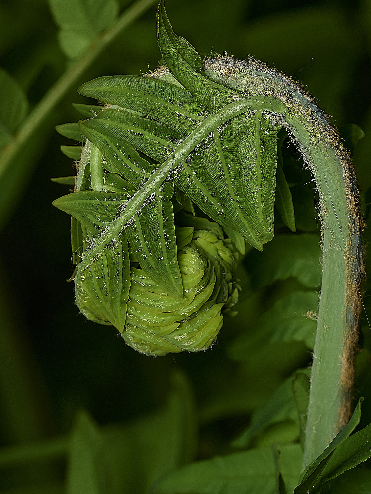 AlderfenBroadRoyalFern250526-2