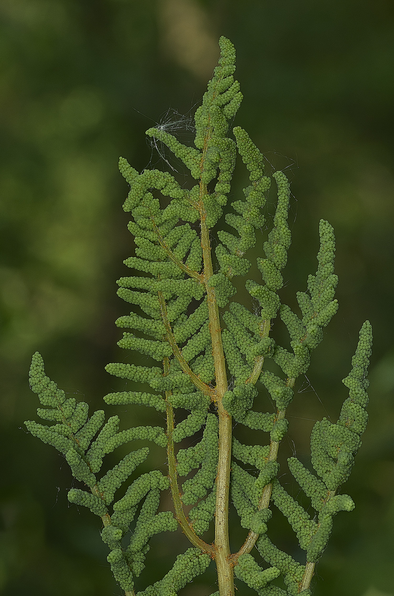 AlderfenBroadRoyalFern250526-3