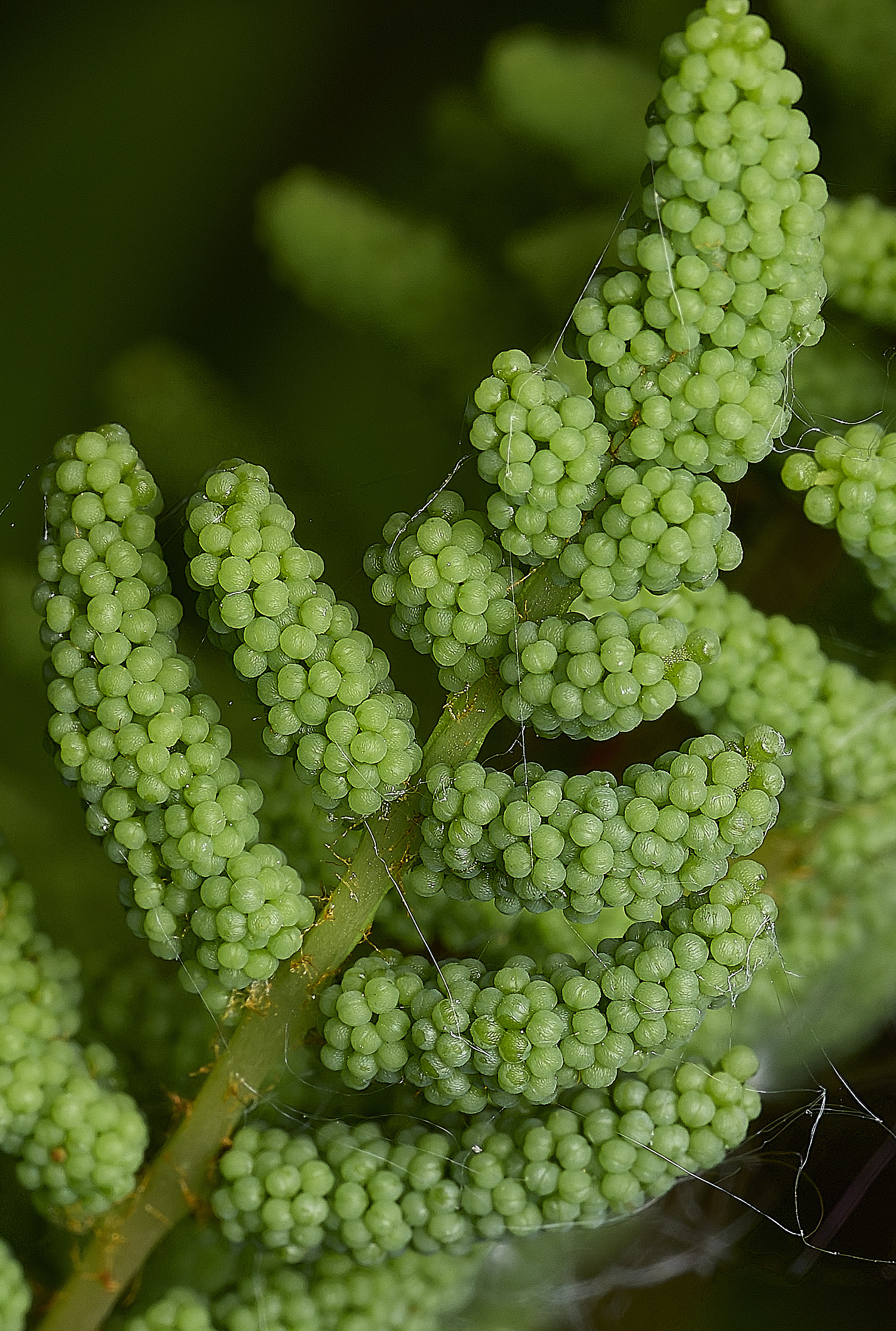AlderfenBroadRoyalFern250526-4