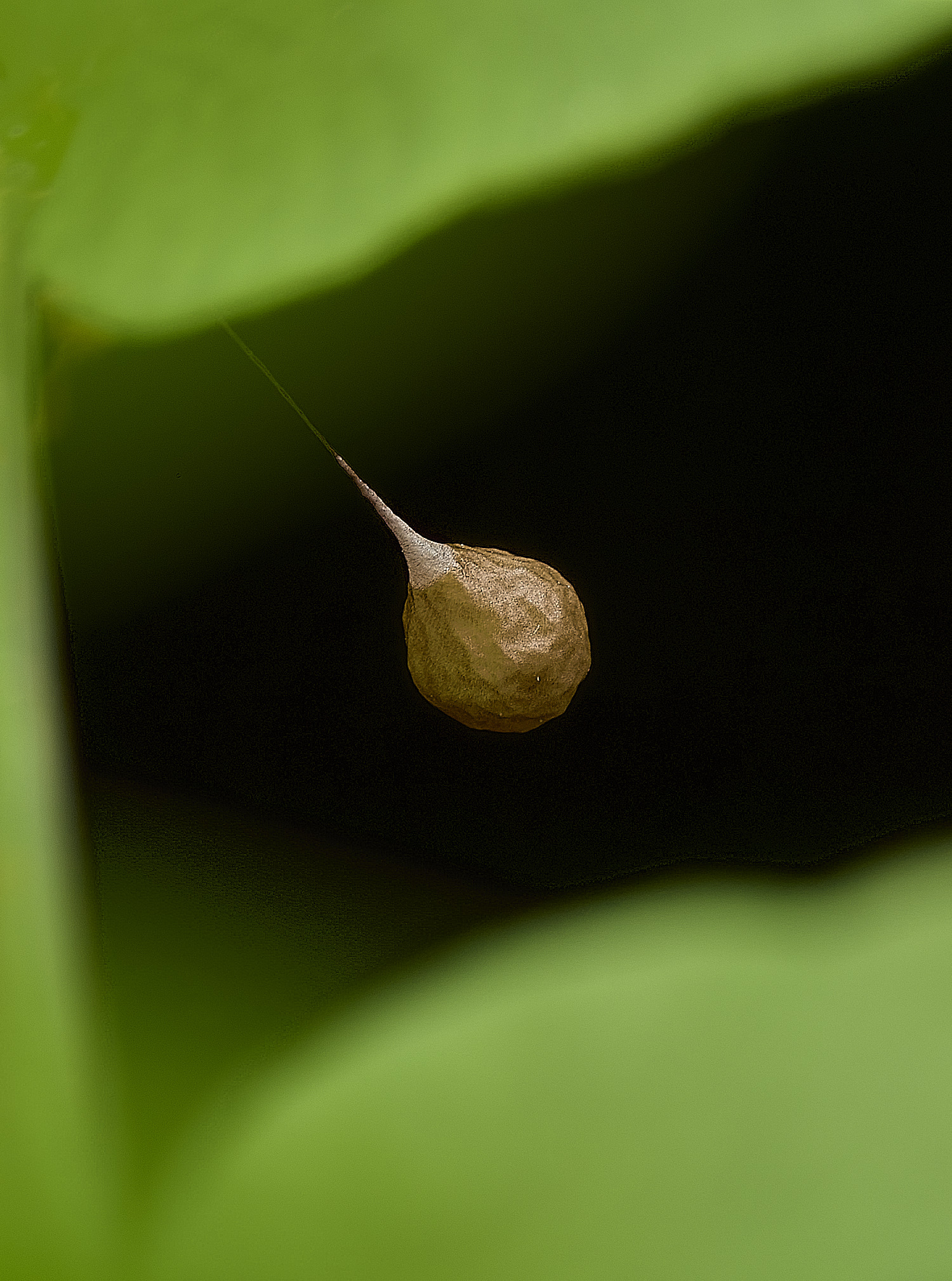 AlderfenBroadSpiderEggSac250526-1
